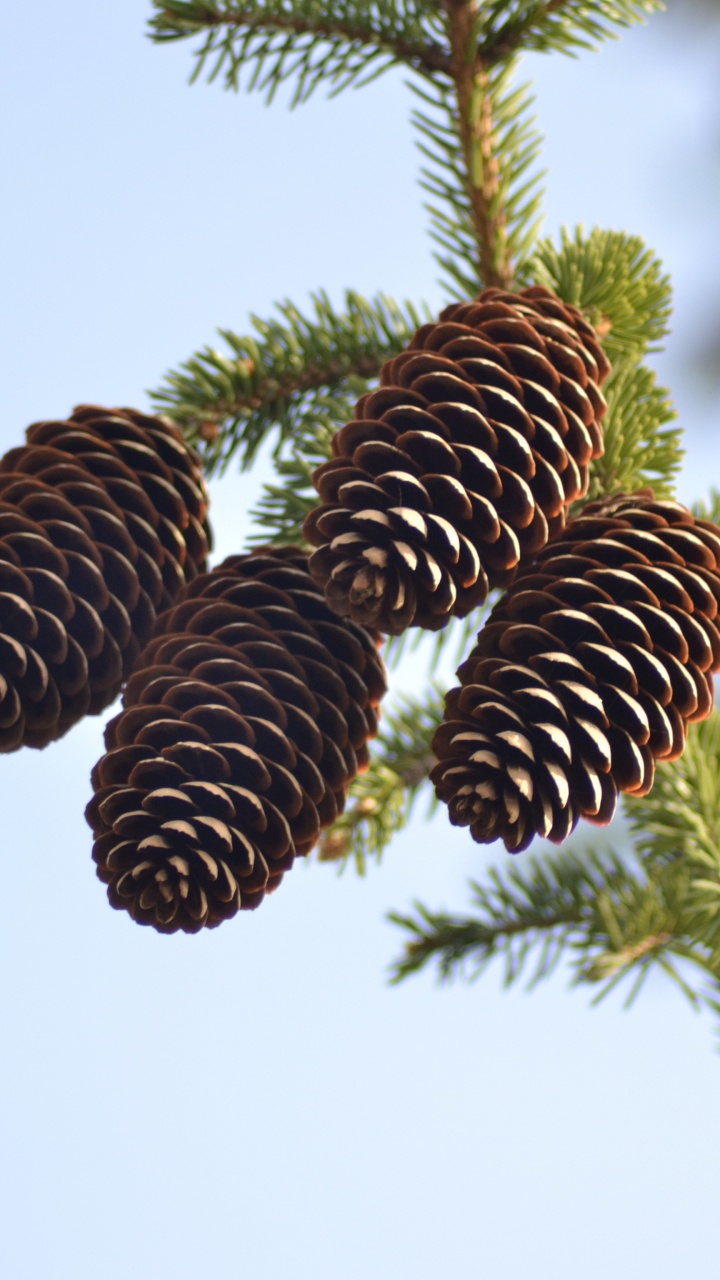 Brown Pine Cones in Close up Photography. Wallpaper in 720x1280 Resolution