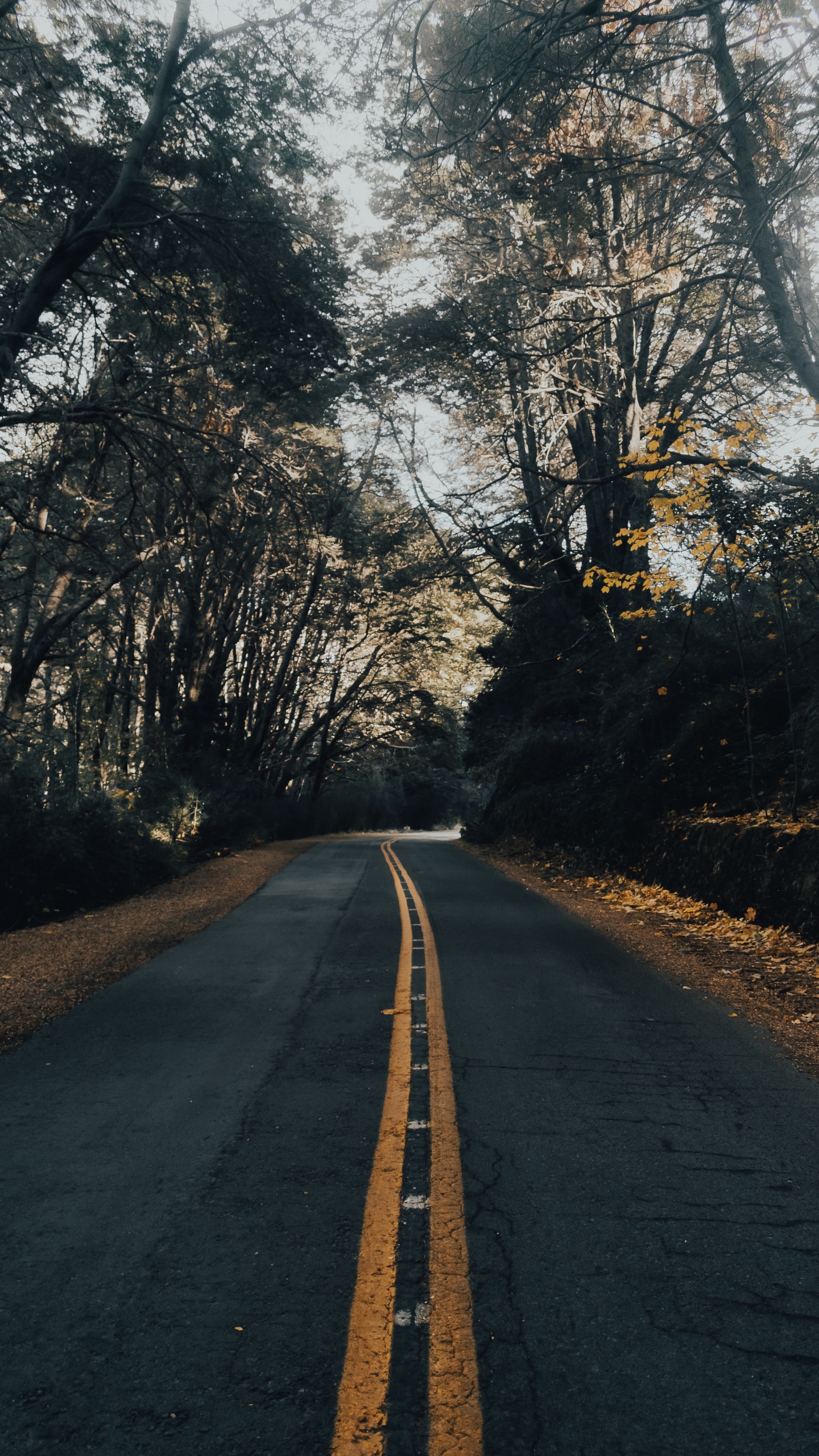 Natural Landscape, Infrastructure, Morning, Asphalt Concrete, Asphalt. Wallpaper in 1440x2560 Resolution