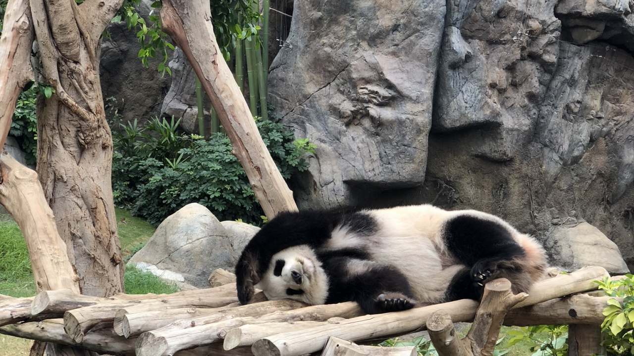 Pandas, el Panda Gigante, Los Animales Terrestres, Biología, Ciencia. Wallpaper in 1280x720 Resolution