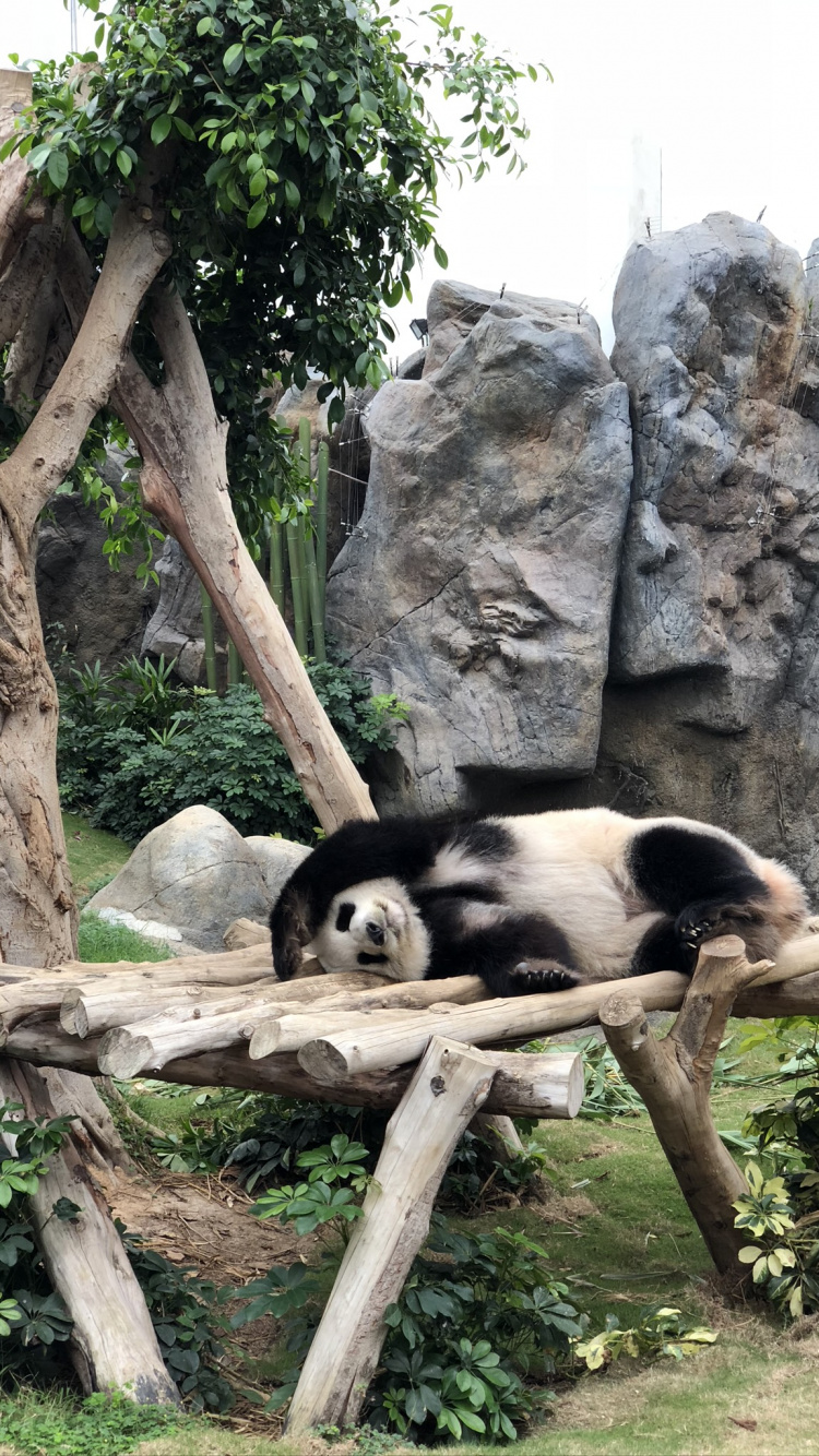 Panda, Pour Les Animaux Terrestres, Biologie, Sciences, Adaptation. Wallpaper in 750x1334 Resolution