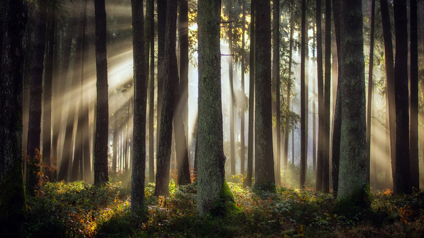 Tagsüber Grüne Bäume im Wald. Wallpaper in 1366x768 Resolution