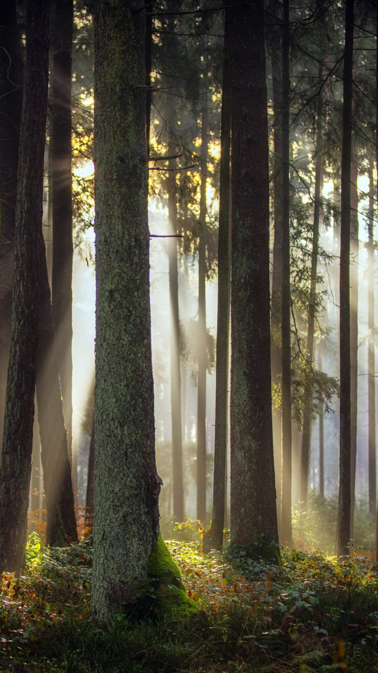 Tagsüber Grüne Bäume im Wald. Wallpaper in 750x1334 Resolution