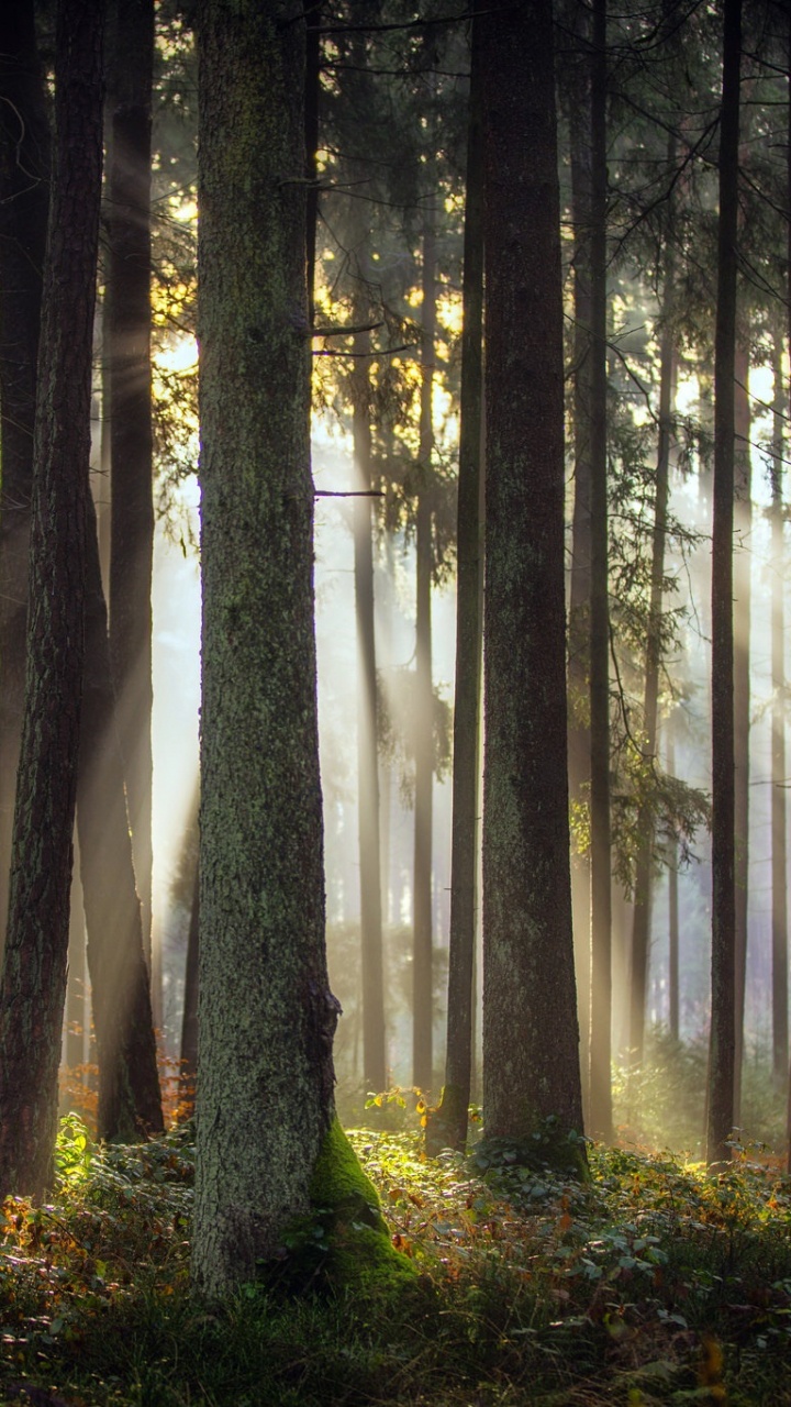 Green Trees on Forest During Daytime. Wallpaper in 720x1280 Resolution