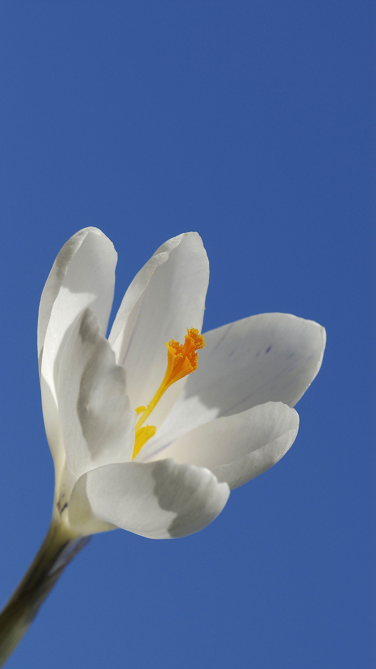 Plant Stem, Flowering Plant, Flower, Plant, Petal. Wallpaper in 750x1334 Resolution