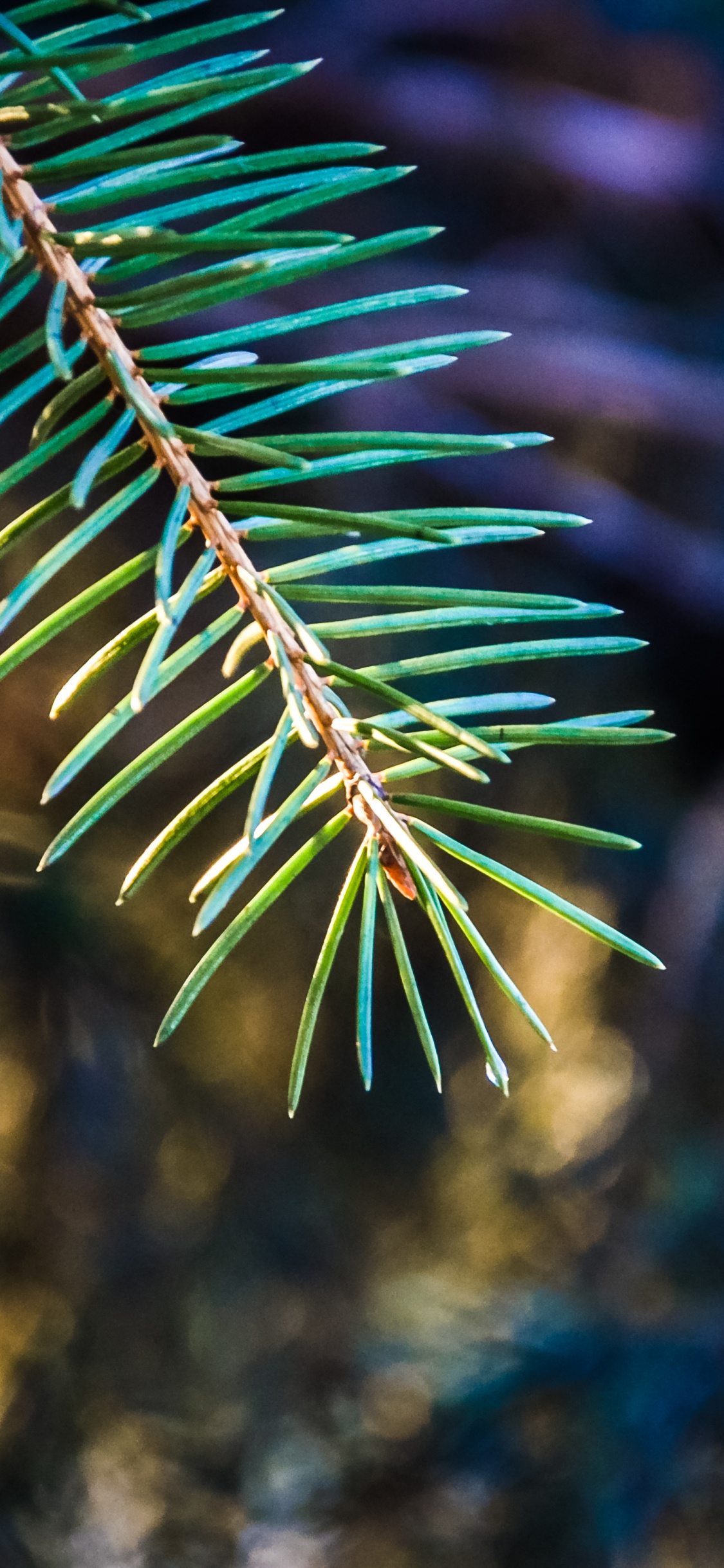 Green Leaf Plant in Close up Photography. Wallpaper in 1125x2436 Resolution