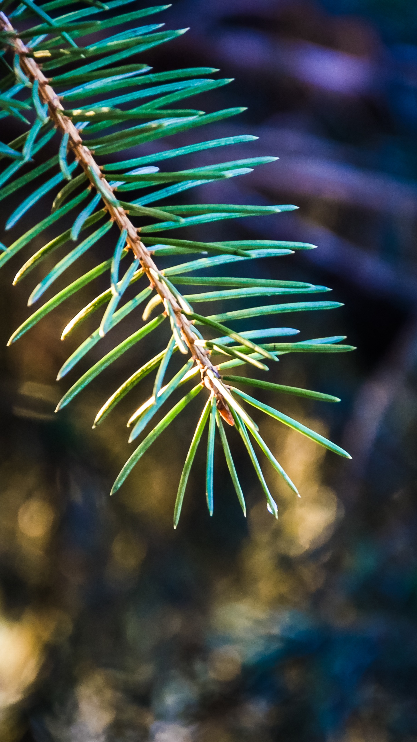 Green Leaf Plant in Close up Photography. Wallpaper in 1440x2560 Resolution