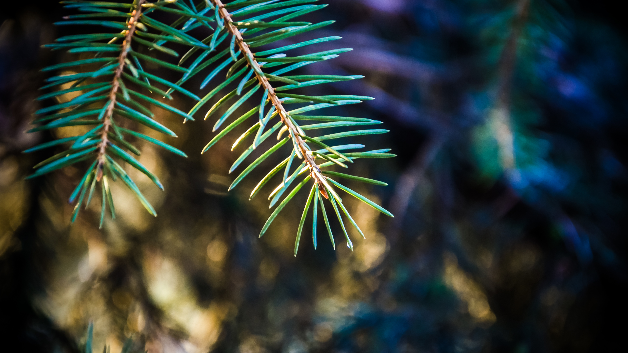 云杉, 性质, 生物群落, 关闭了, Fir 壁纸 2560x1440 允许