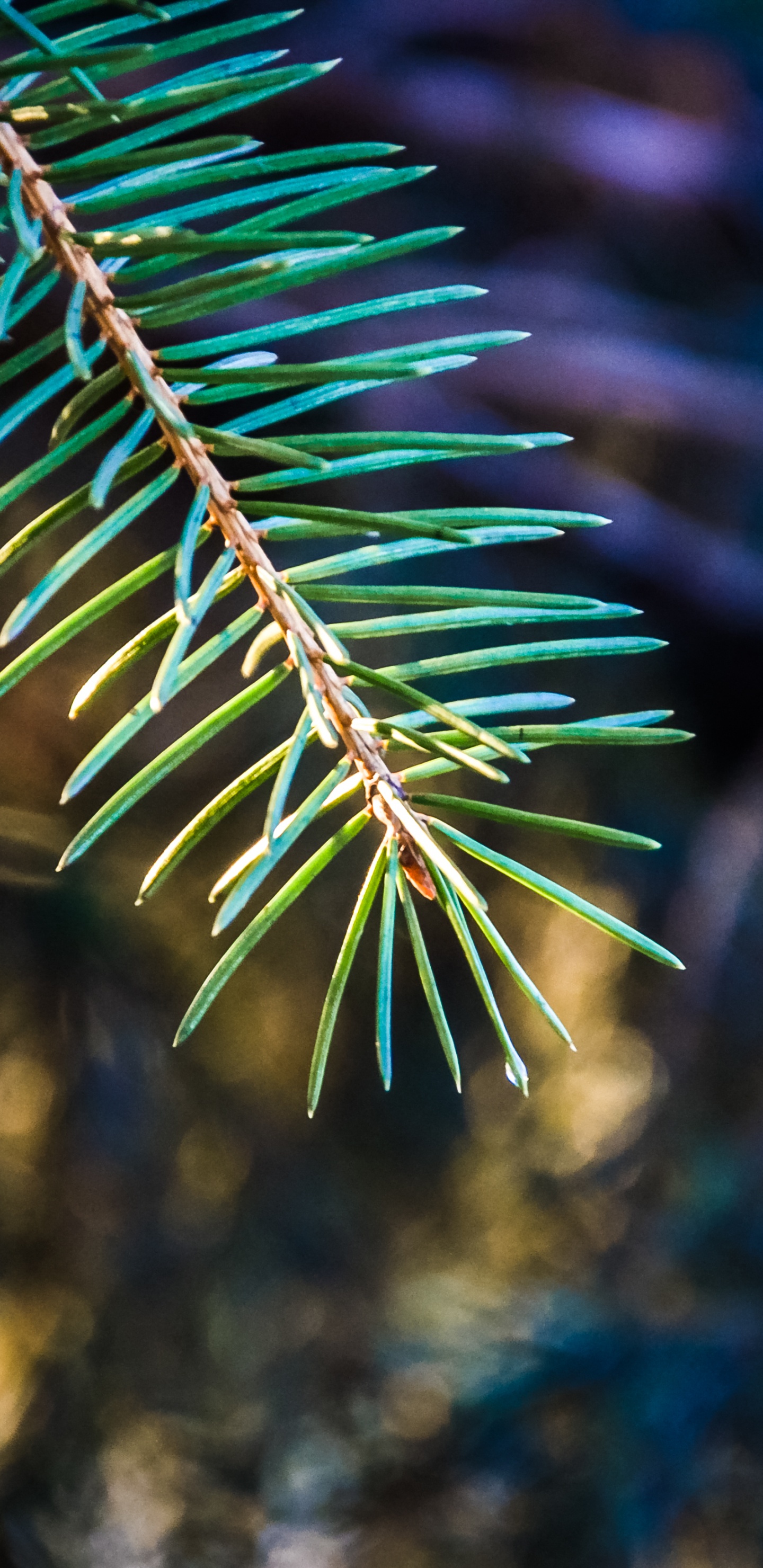 Planta de Hoja Verde en Fotografía de Cerca. Wallpaper in 1440x2960 Resolution