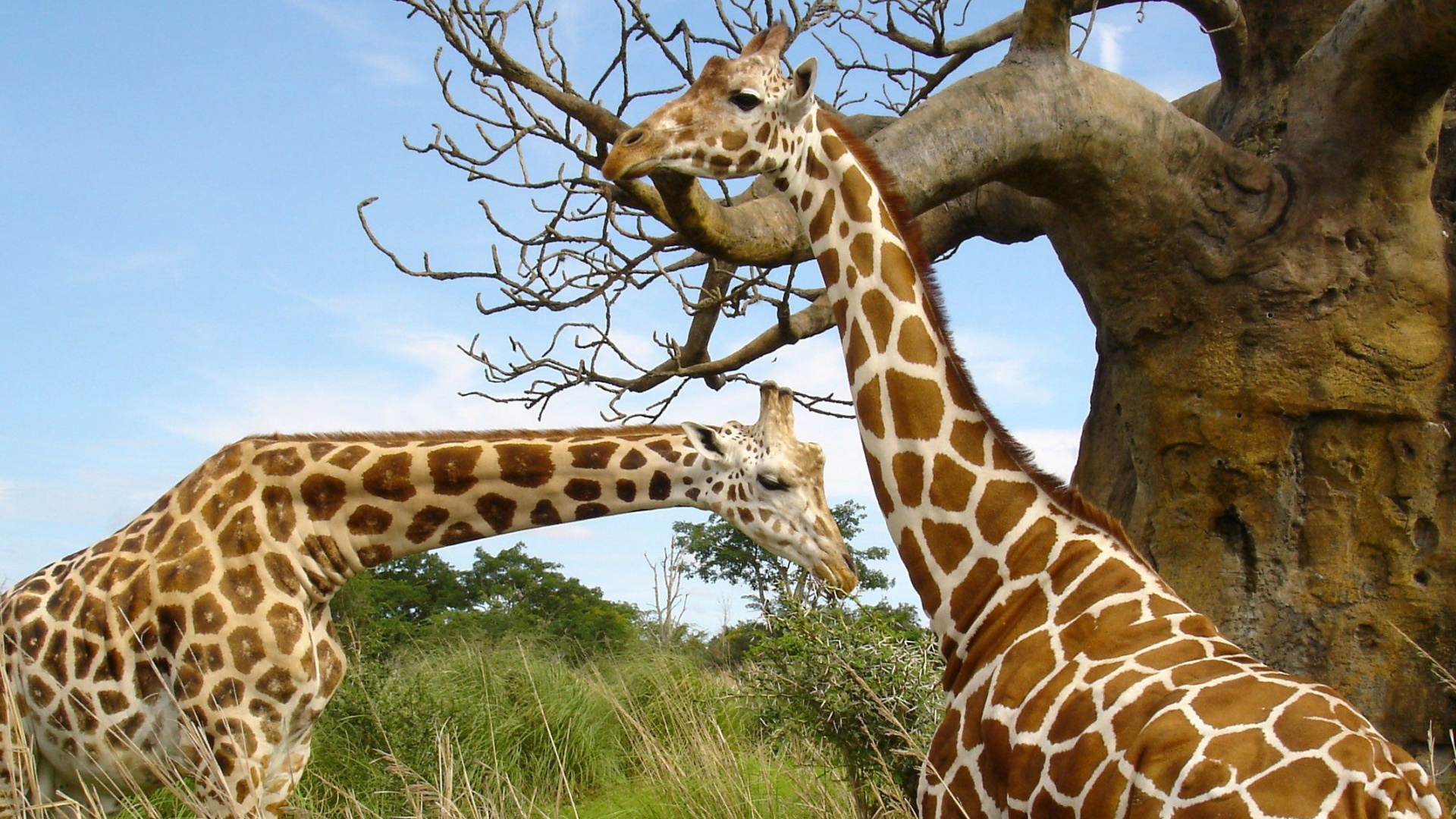 Giraffe Auf Braunem Ast Tagsüber. Wallpaper in 1920x1080 Resolution