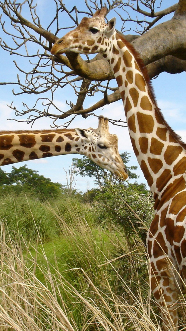 Giraffe Auf Braunem Ast Tagsüber. Wallpaper in 750x1334 Resolution