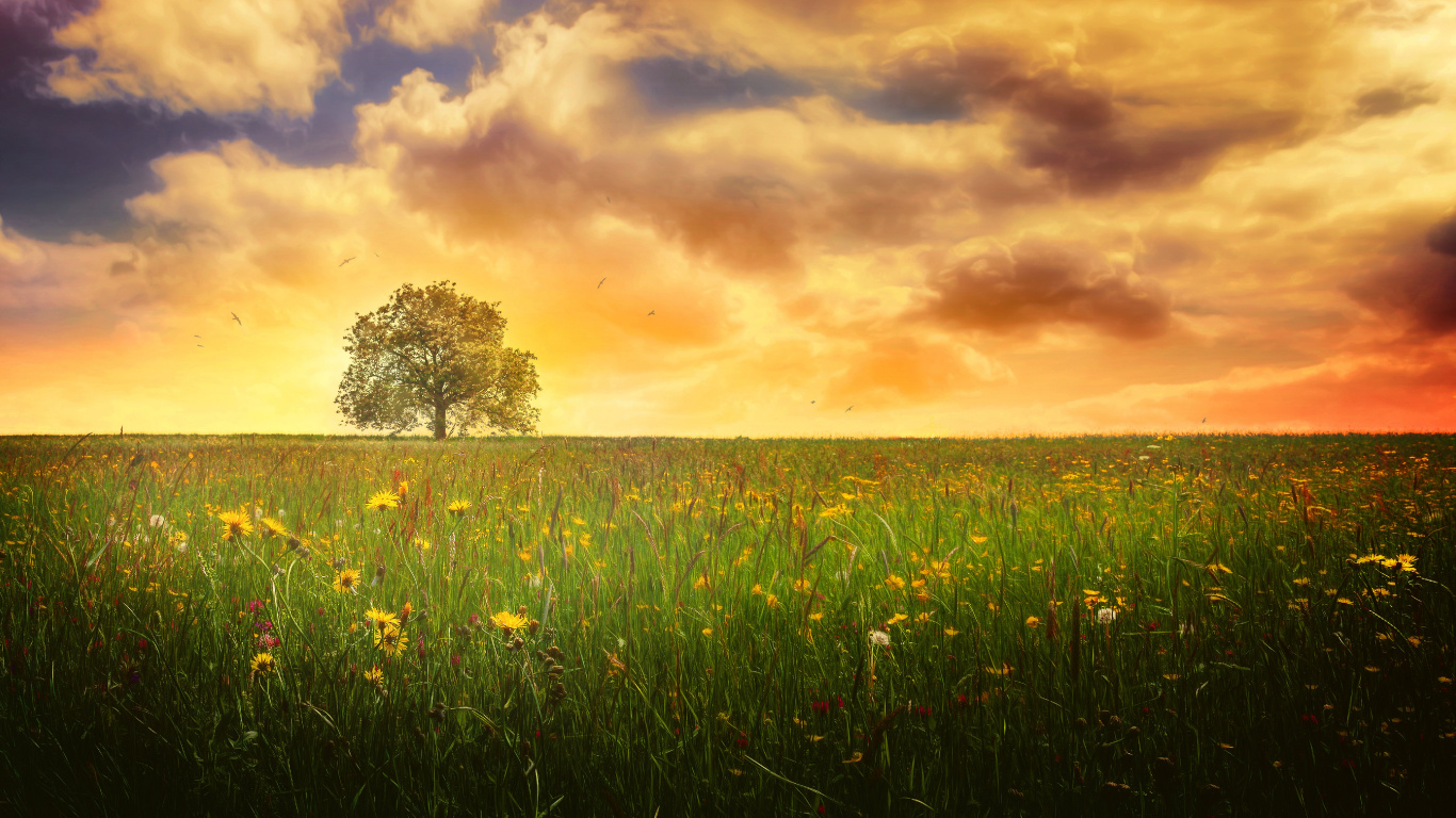 Campo de Hierba Verde Durante la Puesta de Sol. Wallpaper in 1366x768 Resolution