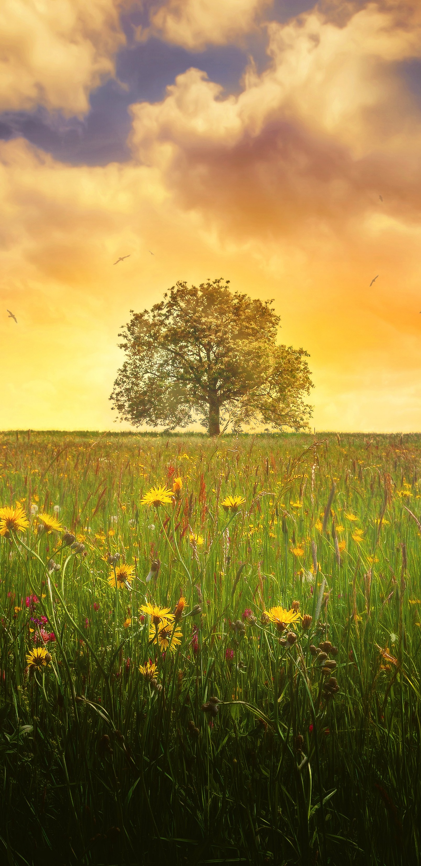 Green Grass Field During Sunset. Wallpaper in 1440x2960 Resolution
