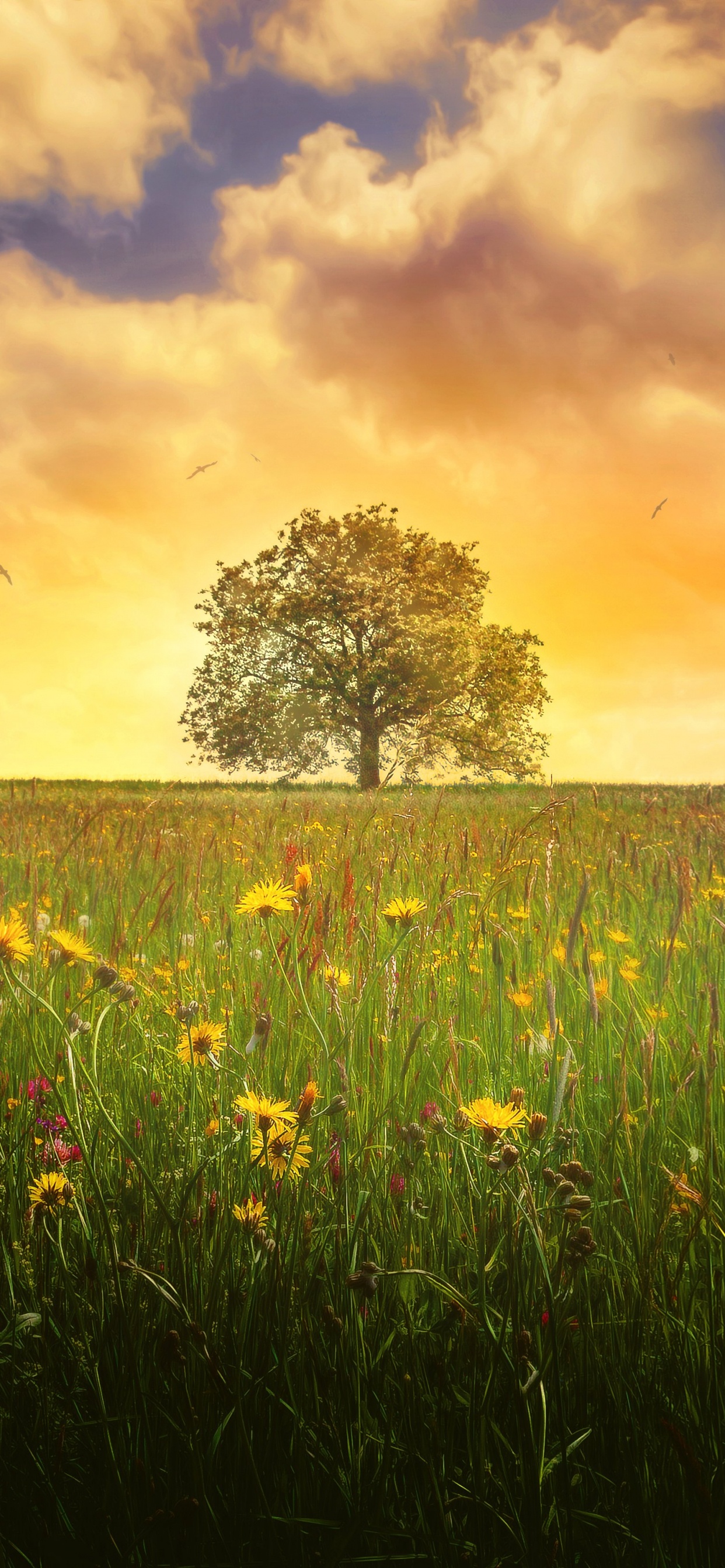 Champ D'herbe Verte Pendant le Coucher du Soleil. Wallpaper in 1242x2688 Resolution