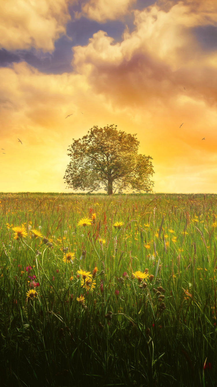 Champ D'herbe Verte Pendant le Coucher du Soleil. Wallpaper in 750x1334 Resolution