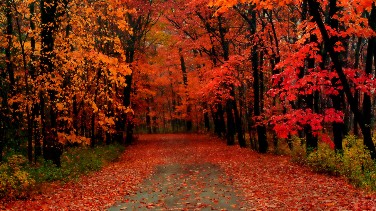 Tagsüber Braune Und Rote Bäume im Wald. Wallpaper in 1280x720 Resolution