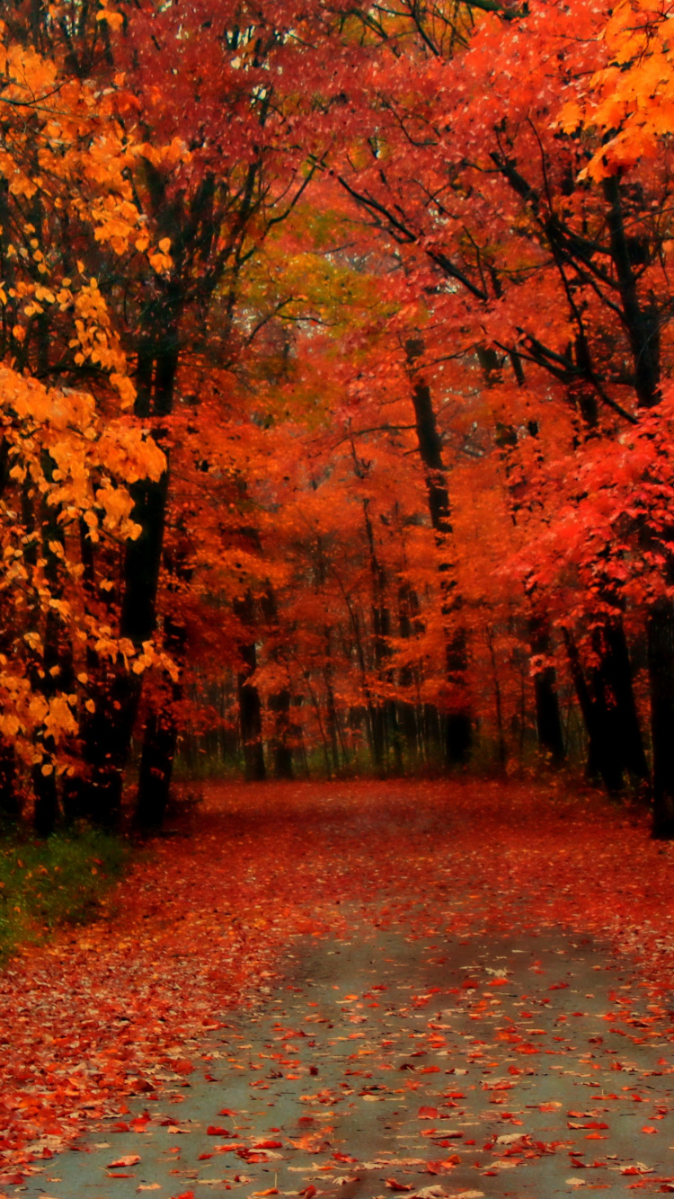 Tagsüber Braune Und Rote Bäume im Wald. Wallpaper in 750x1334 Resolution