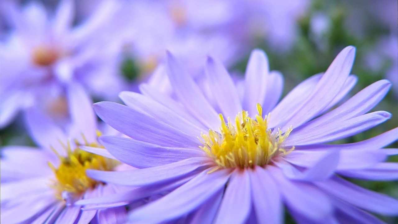 紫色的, Aster, 花粉, 宏摄影, 菌群 壁纸 1280x720 允许