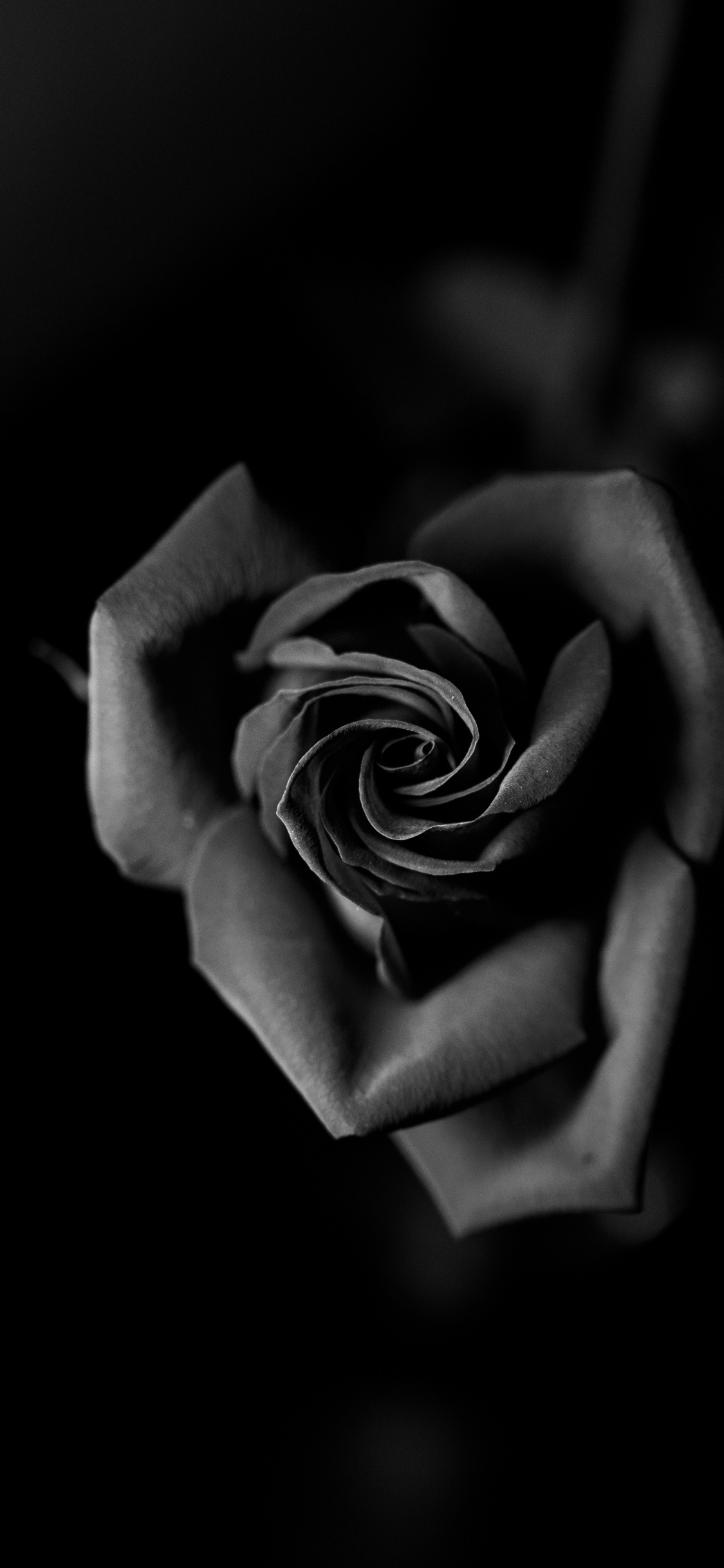 Photo en Niveaux de Gris de Fleur Rose. Wallpaper in 1125x2436 Resolution