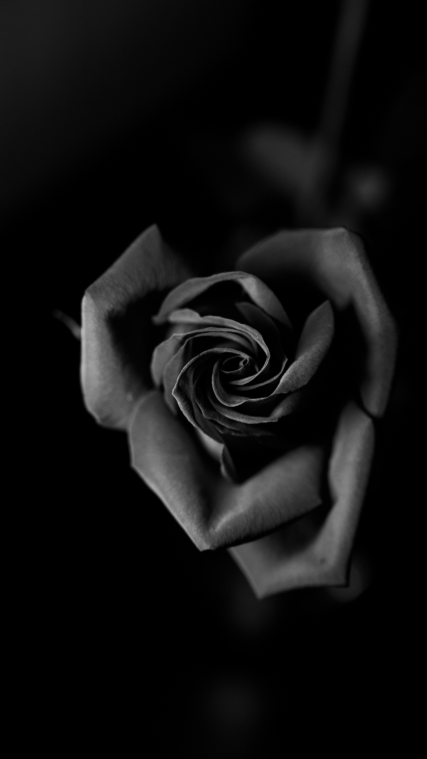 Photo en Niveaux de Gris de Fleur Rose. Wallpaper in 1440x2560 Resolution