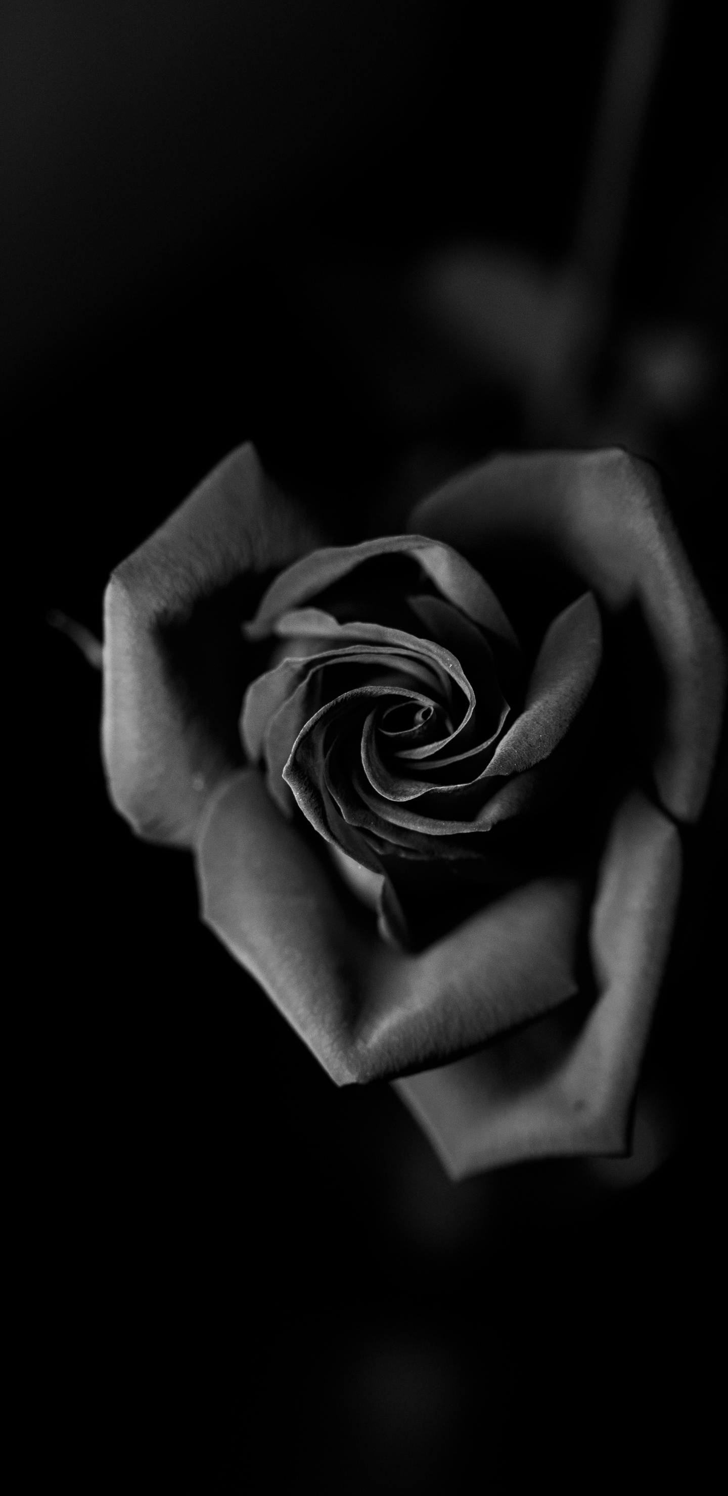 Photo en Niveaux de Gris de Fleur Rose. Wallpaper in 1440x2960 Resolution
