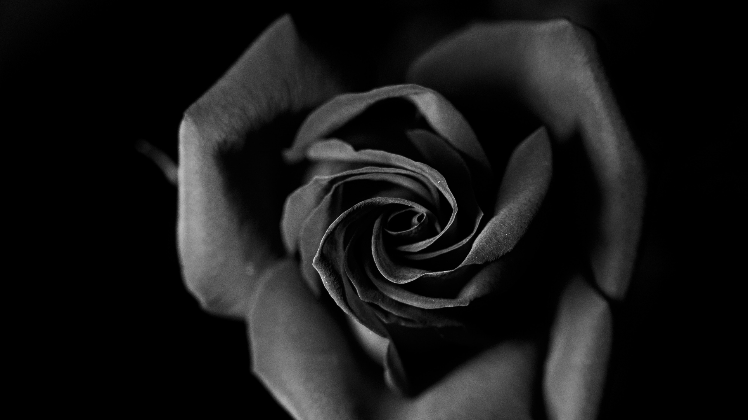 Photo en Niveaux de Gris de Fleur Rose. Wallpaper in 2560x1440 Resolution