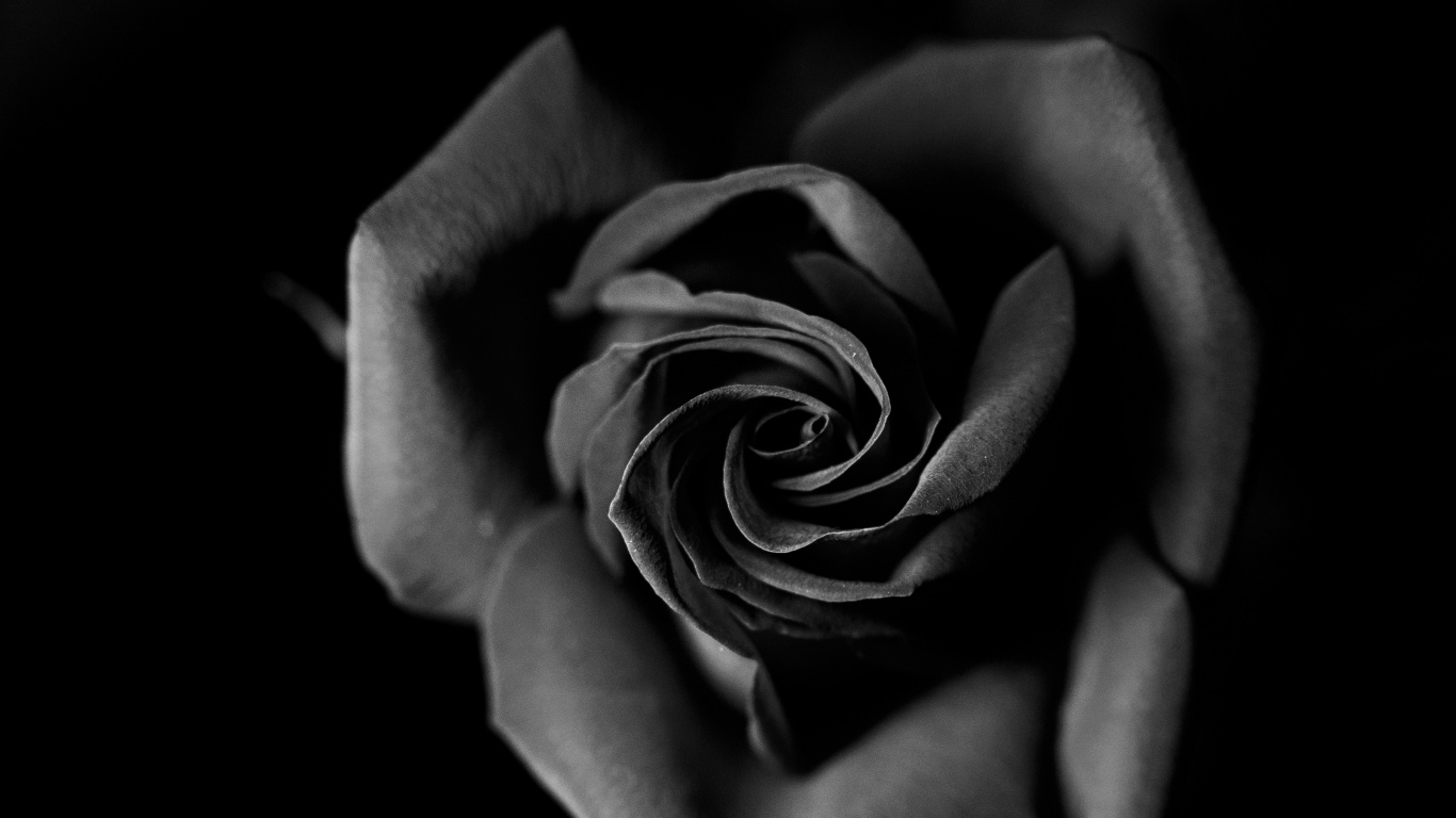 Grayscale Photo of Rose Flower. Wallpaper in 1366x768 Resolution