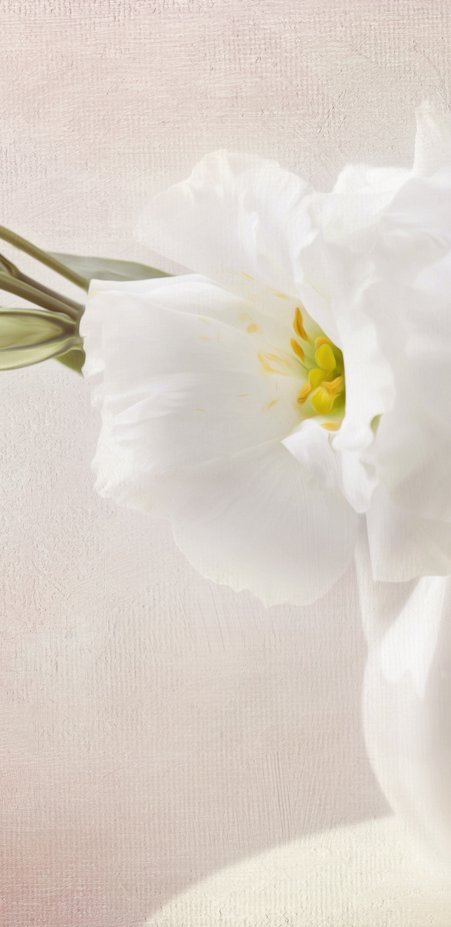 Fleur Blanche Dans un Vase en Verre Transparent. Wallpaper in 1440x2960 Resolution