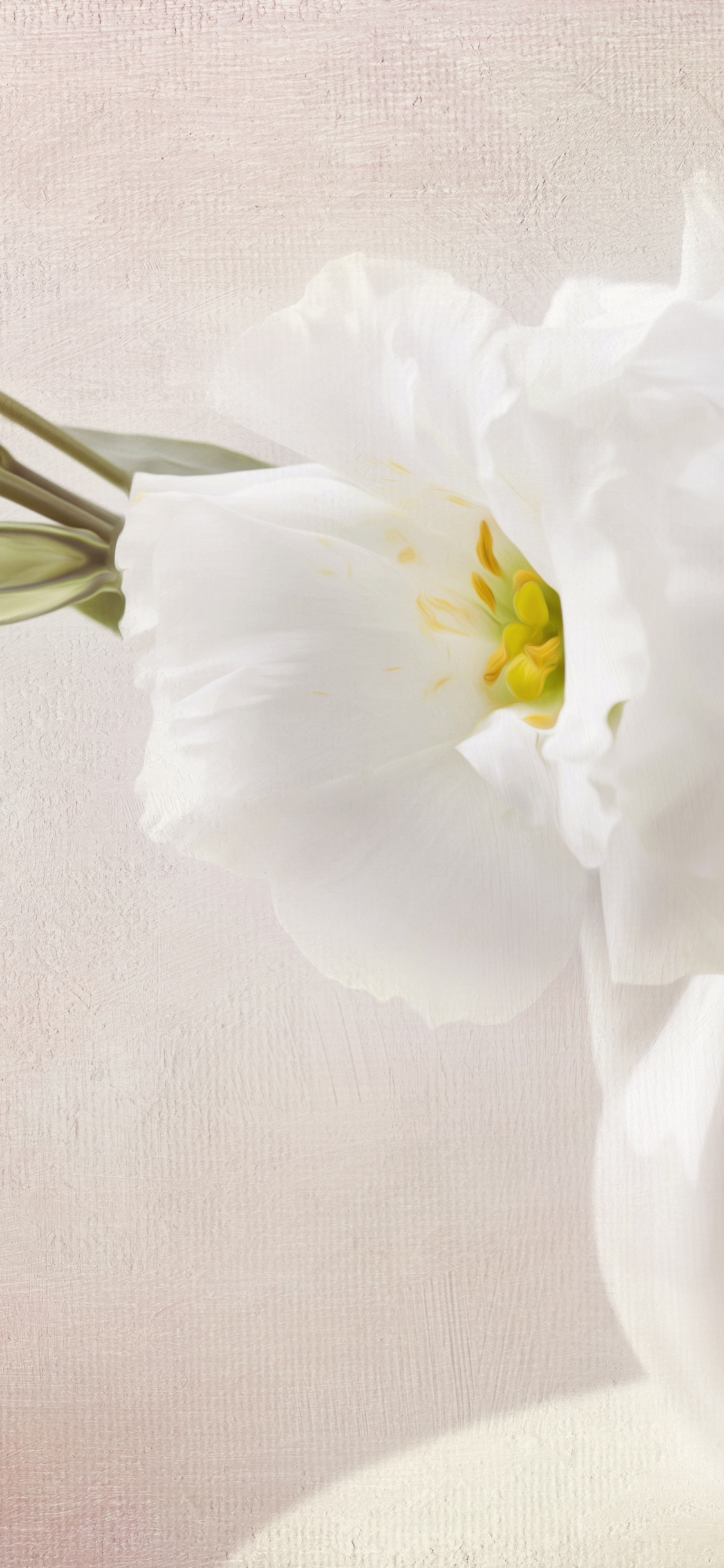 White Flower in Clear Glass Vase. Wallpaper in 1125x2436 Resolution