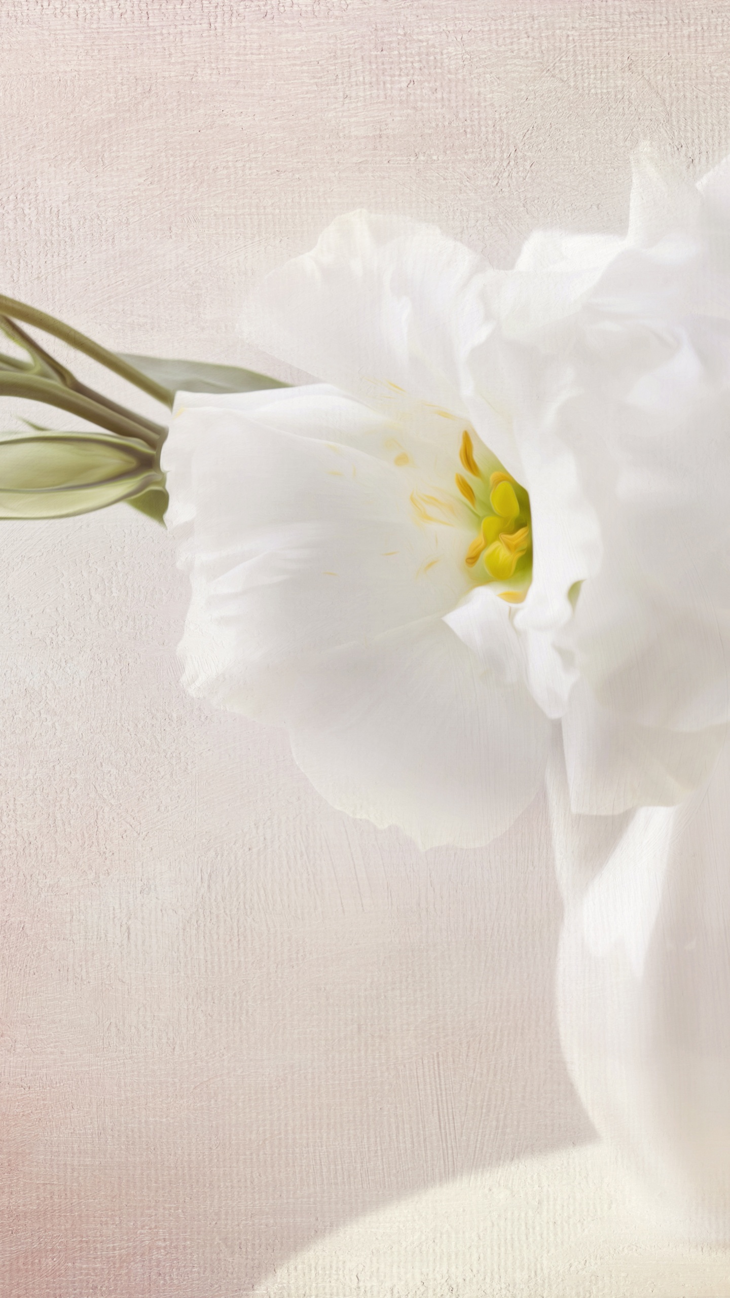 White Flower in Clear Glass Vase. Wallpaper in 1440x2560 Resolution