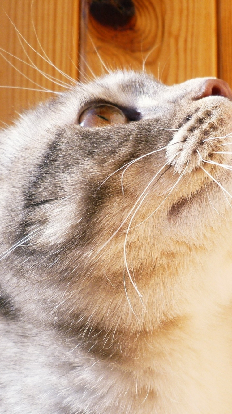 Weiße Und Graue Kurzfellkatze. Wallpaper in 750x1334 Resolution