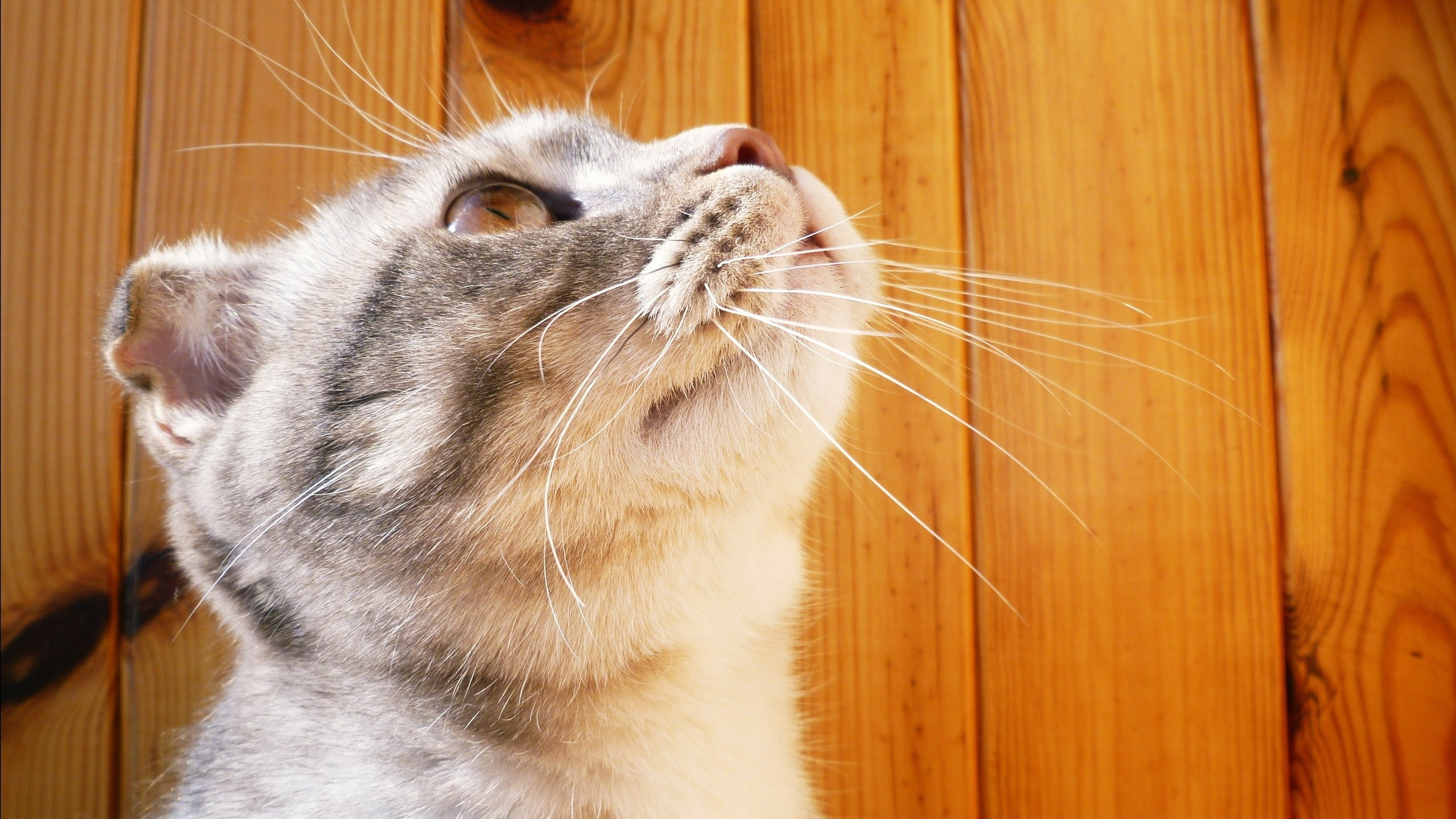 White and Grey Short Fur Cat. Wallpaper in 2560x1440 Resolution