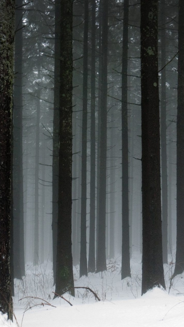 Arbres Couverts de Neige Pendant la Journée. Wallpaper in 720x1280 Resolution