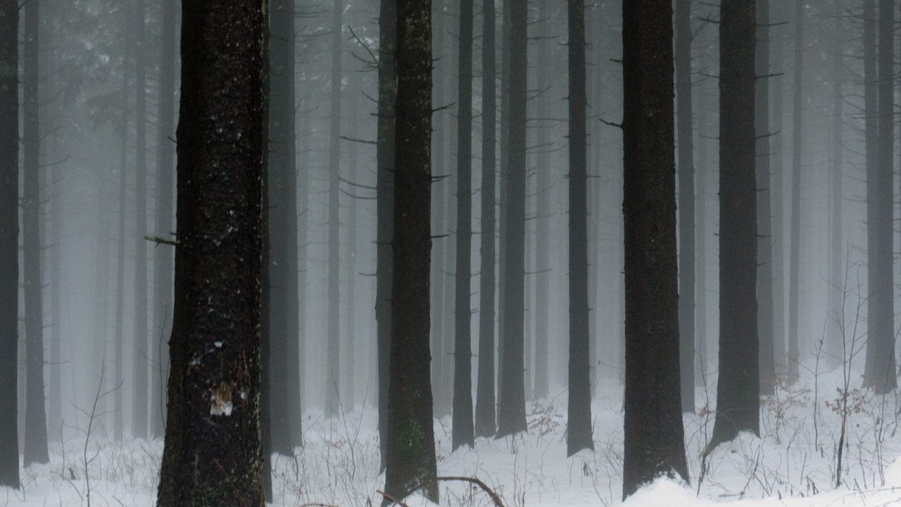 Snow Covered Trees During Daytime. Wallpaper in 1280x720 Resolution