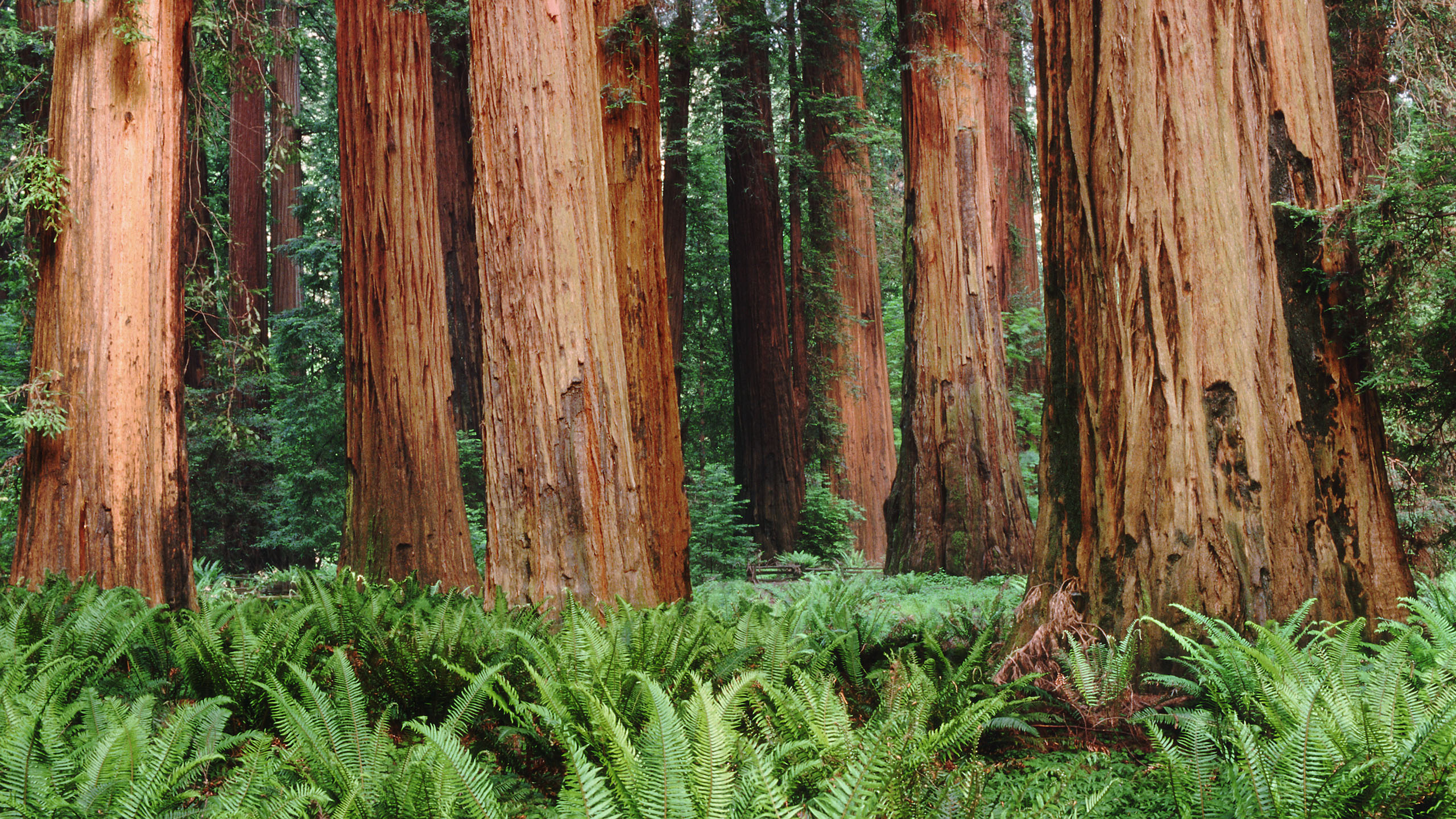 Green Plants Beside Brown Wooden Fence. Wallpaper in 2560x1440 Resolution