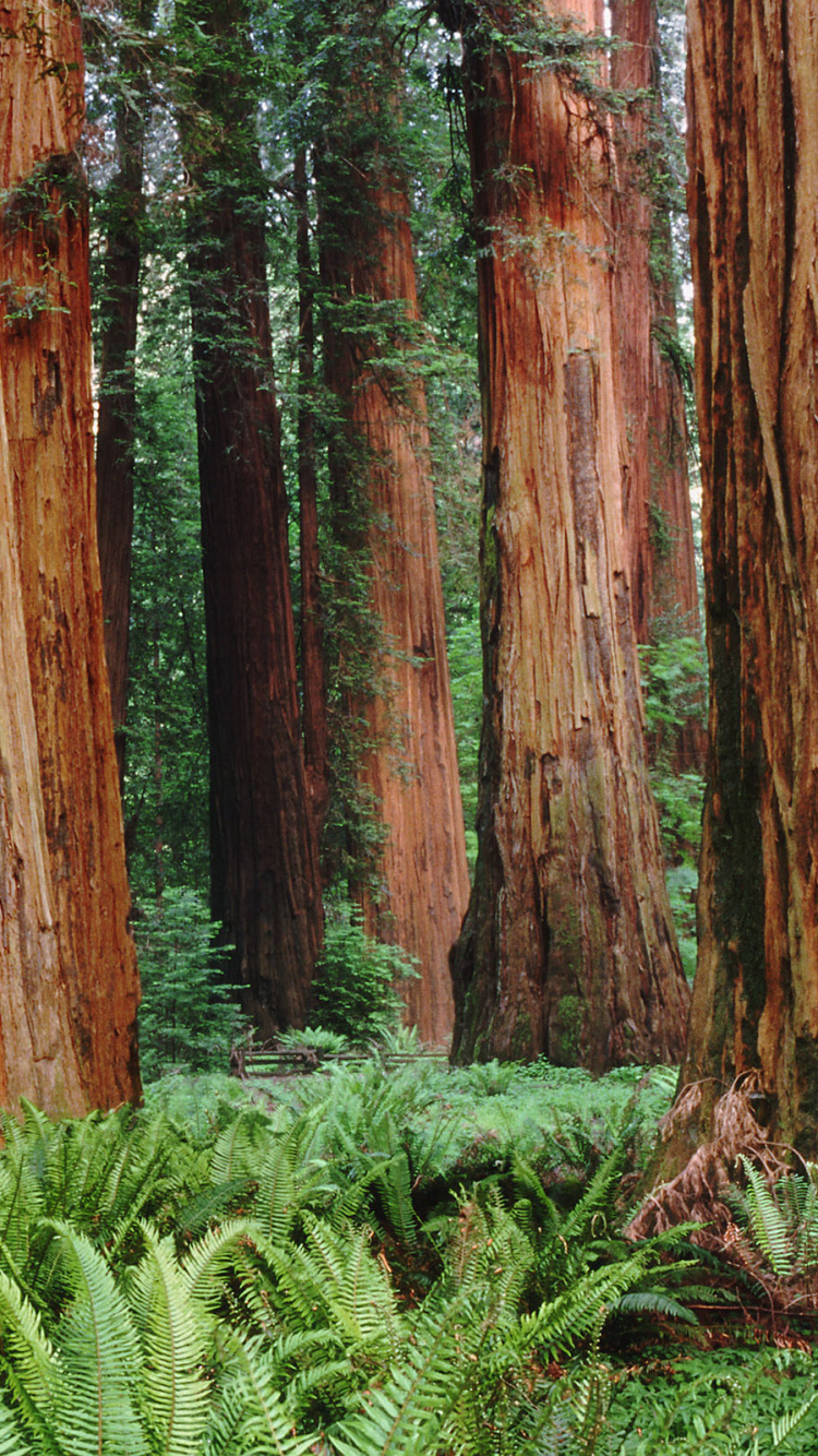 Green Plants Beside Brown Wooden Fence. Wallpaper in 750x1334 Resolution