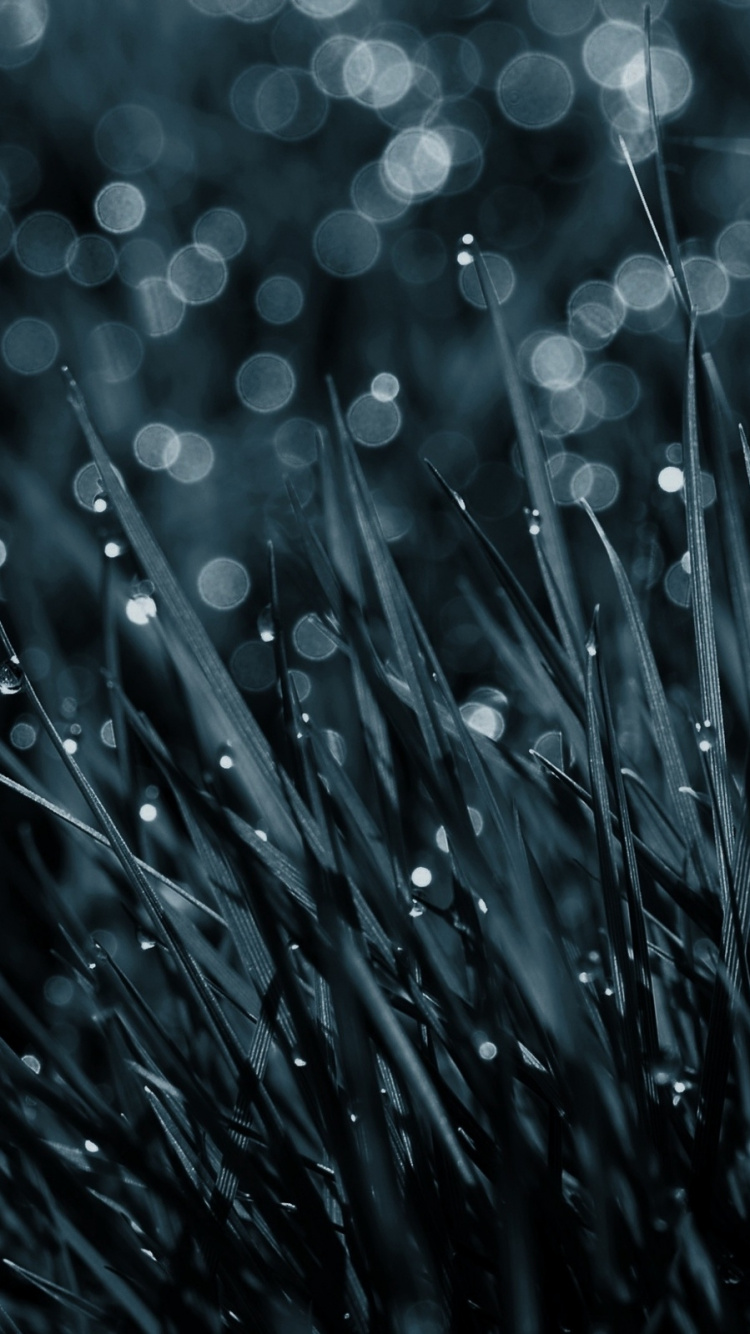 Gouttes D'eau Sur L'herbe Verte. Wallpaper in 750x1334 Resolution