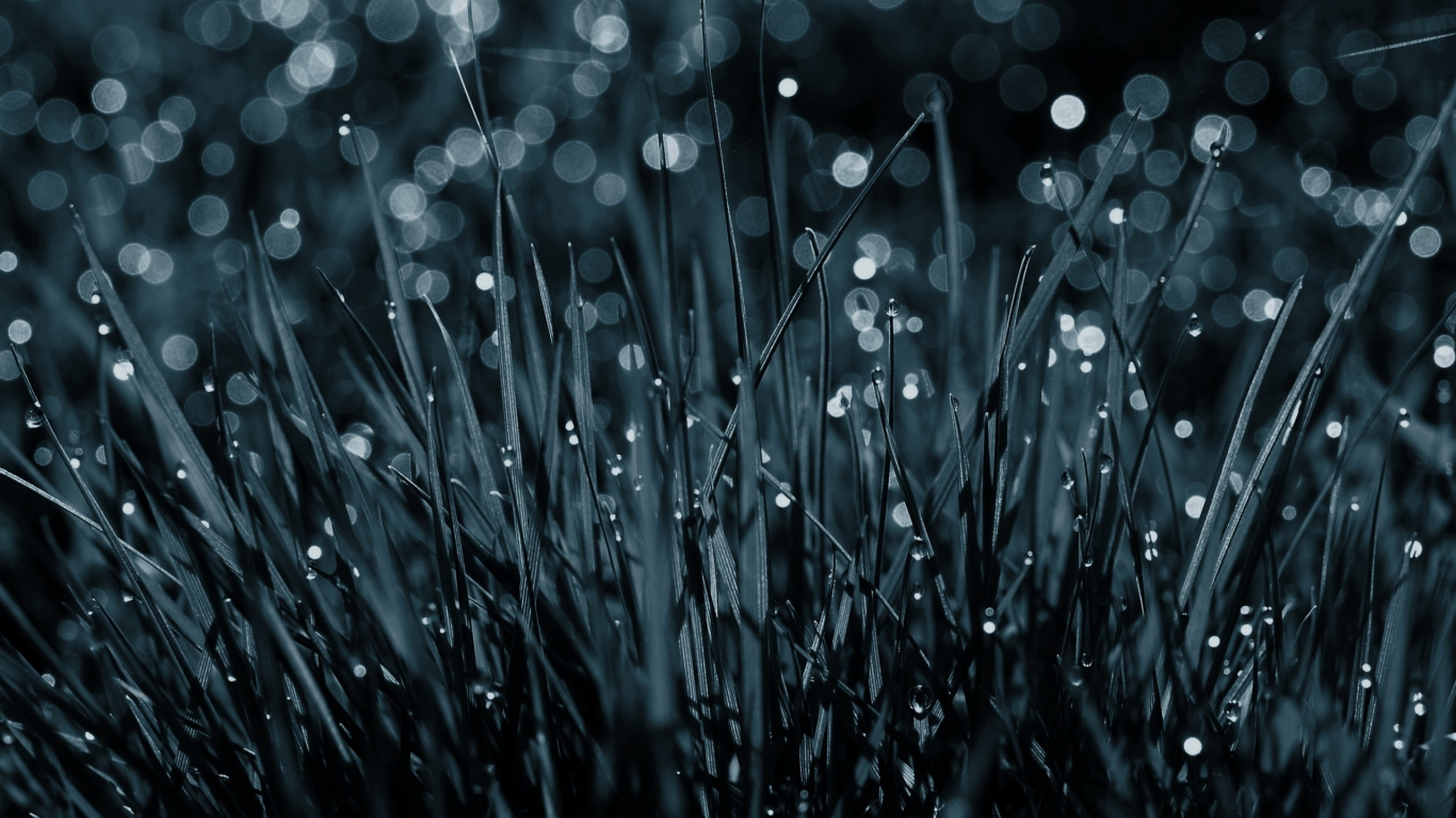 Water Droplets on Green Grass. Wallpaper in 1366x768 Resolution
