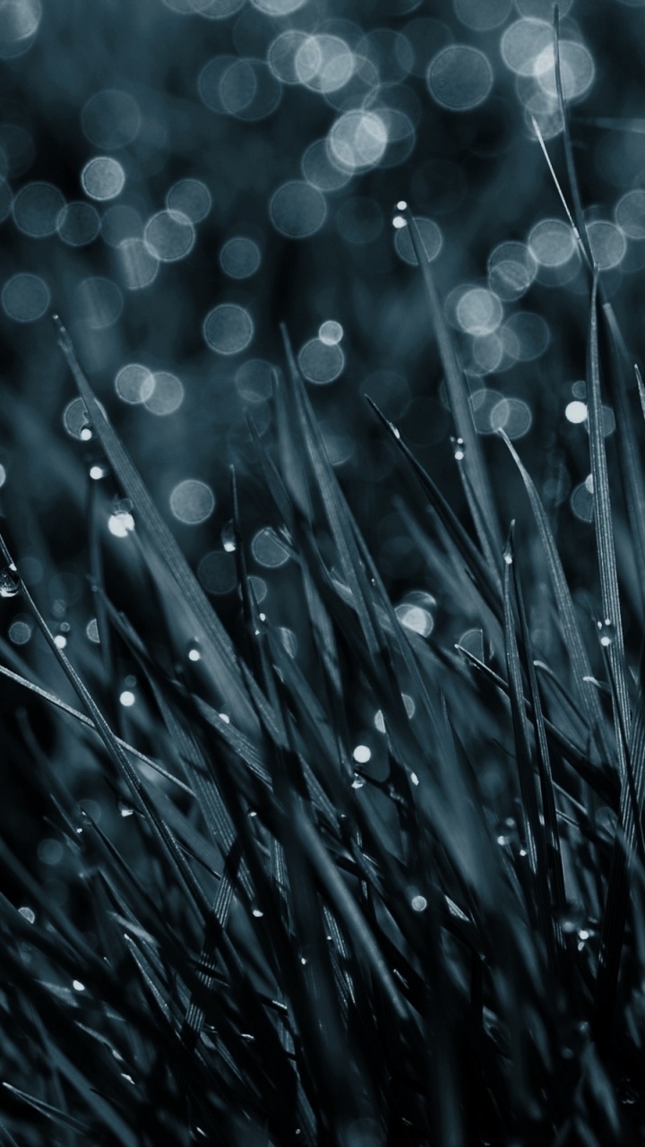 Gotas de Agua Sobre la Hierba Verde. Wallpaper in 720x1280 Resolution