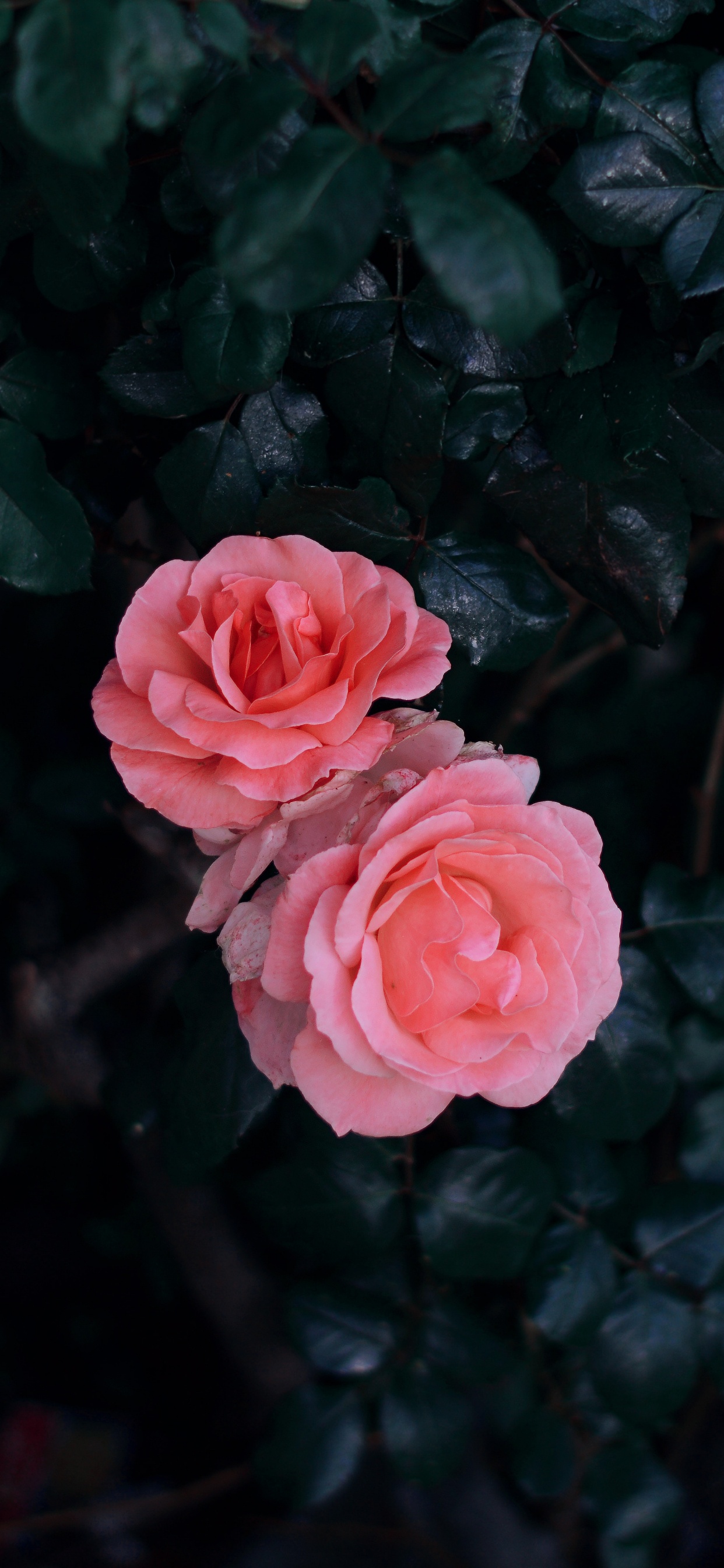 红色的, 粉红色, 玫瑰花园, 玫瑰家庭, 多花 壁纸 1242x2688 允许