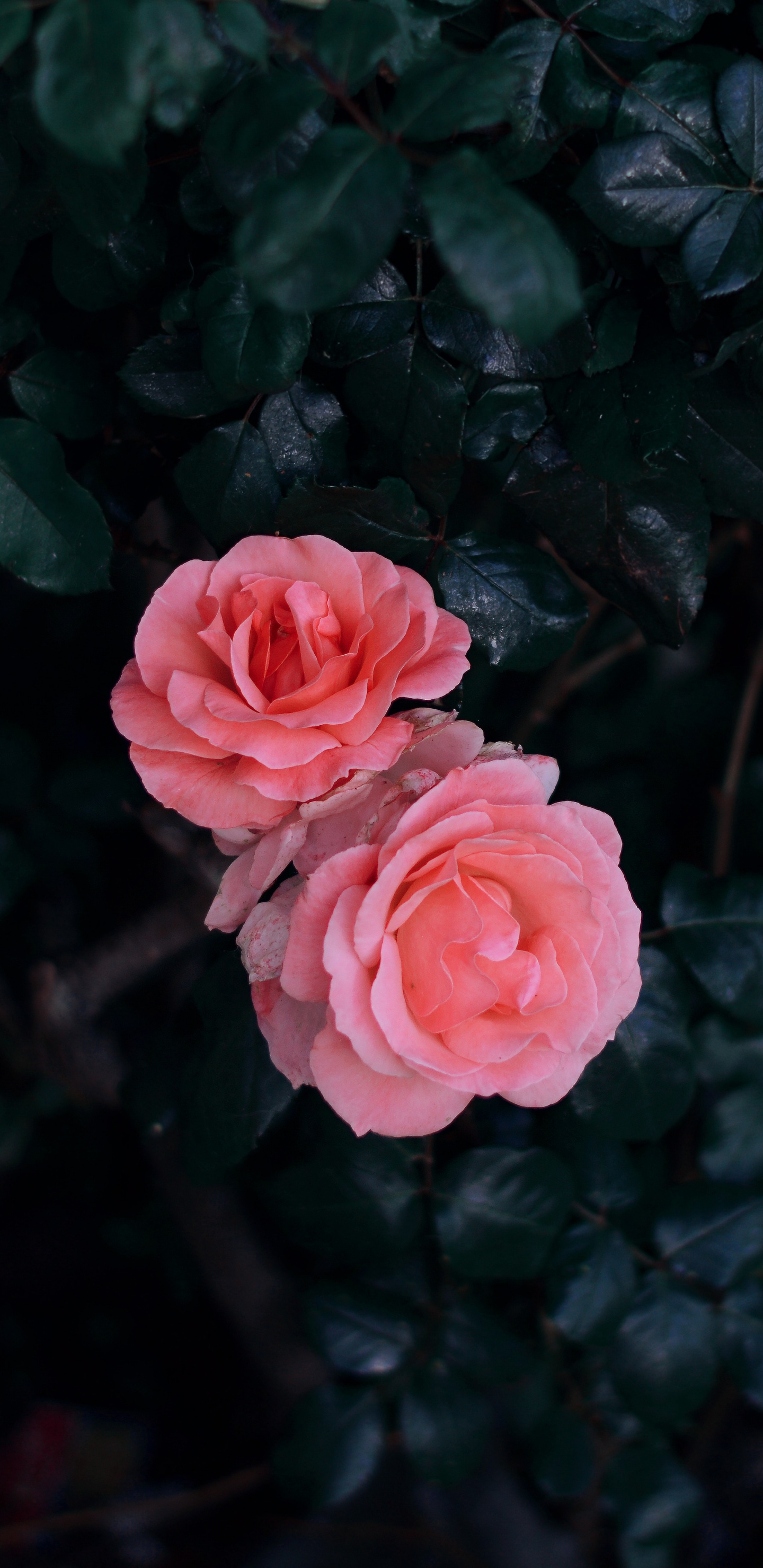 Rose Rose en Fleurs Pendant la Journée. Wallpaper in 1440x2960 Resolution
