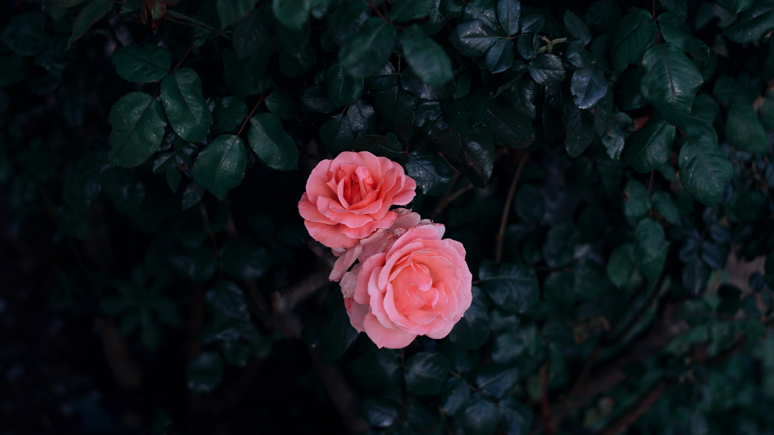 Rose Rose en Fleurs Pendant la Journée. Wallpaper in 2560x1440 Resolution
