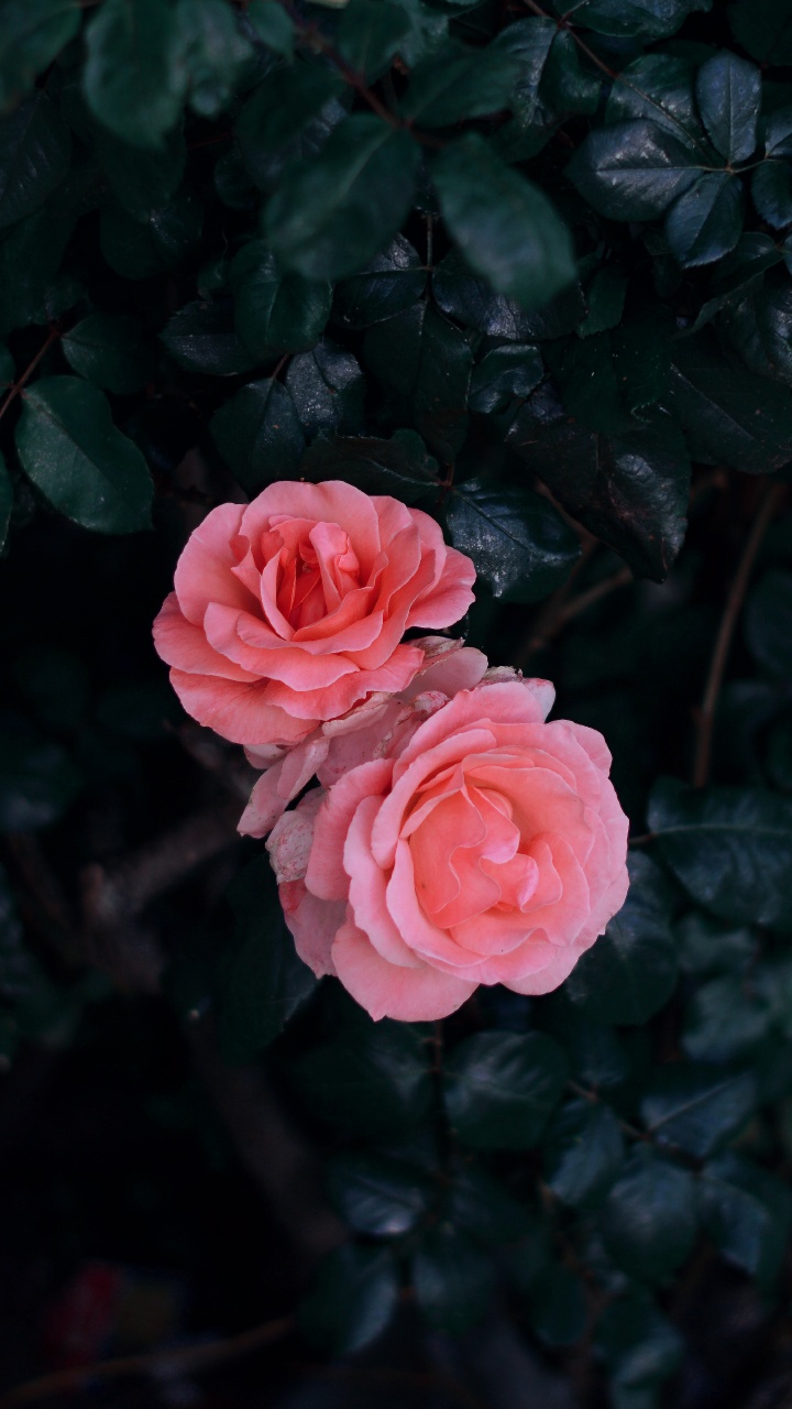 Rose Rose en Fleurs Pendant la Journée. Wallpaper in 720x1280 Resolution