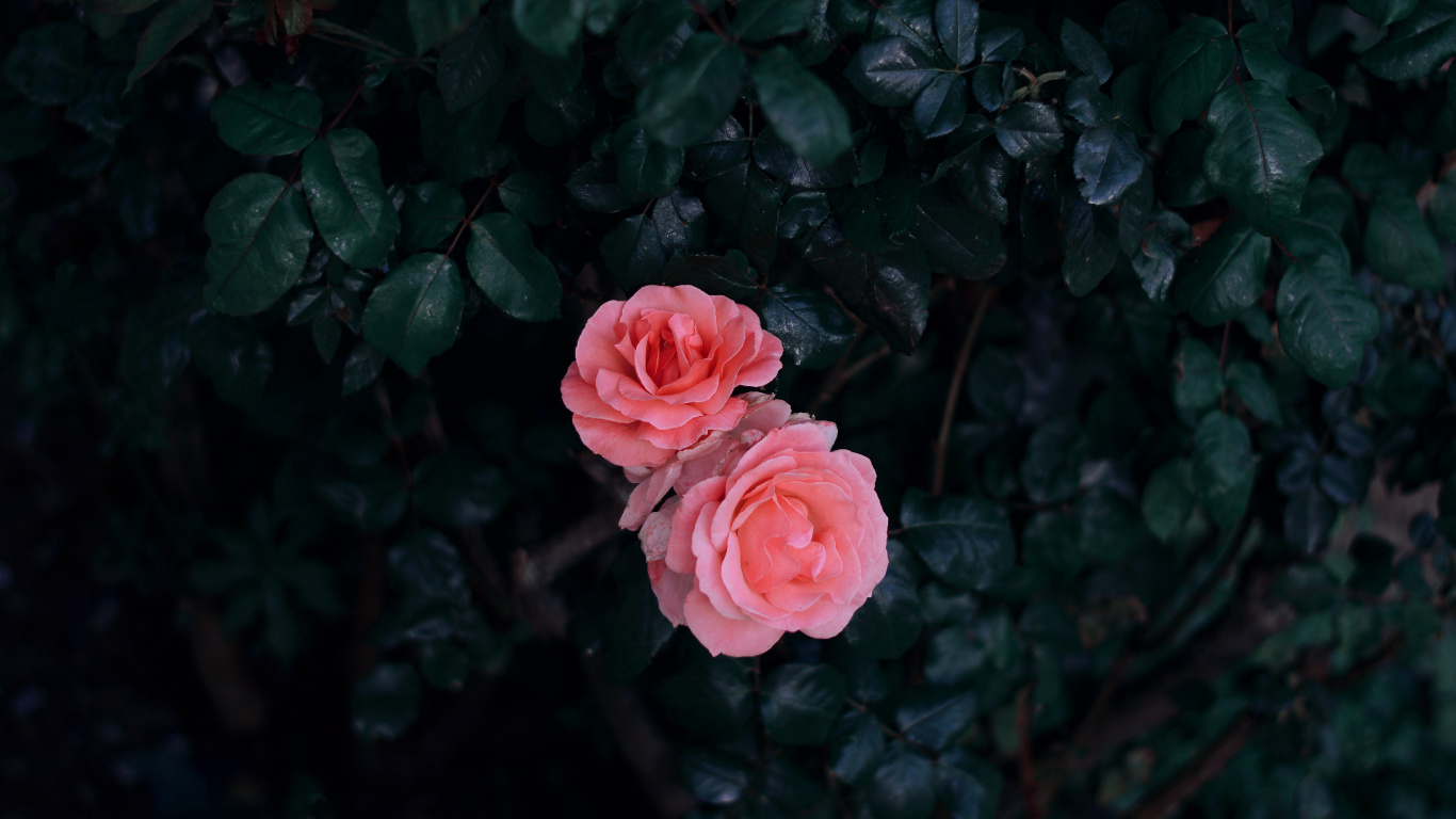 Pink Rose in Bloom During Daytime. Wallpaper in 1366x768 Resolution