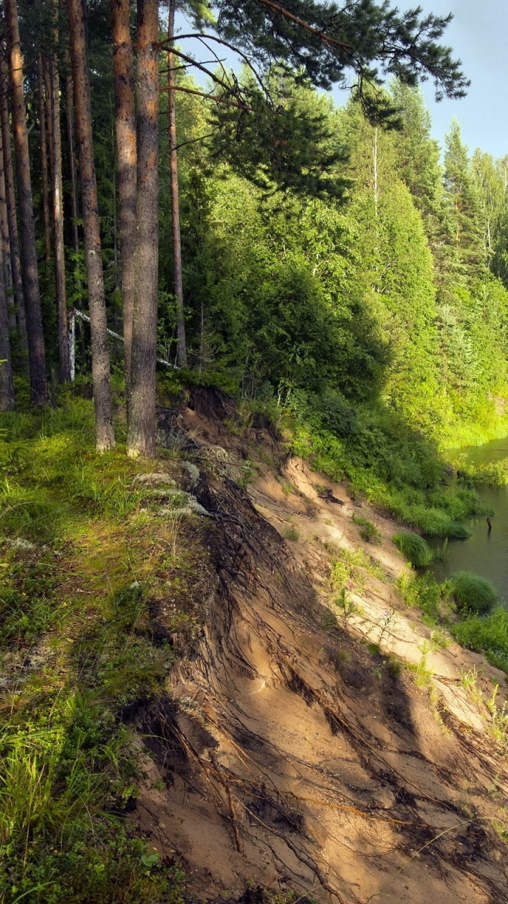 Arbres Verts au Bord de la Rivière Pendant la Journée. Wallpaper in 720x1280 Resolution