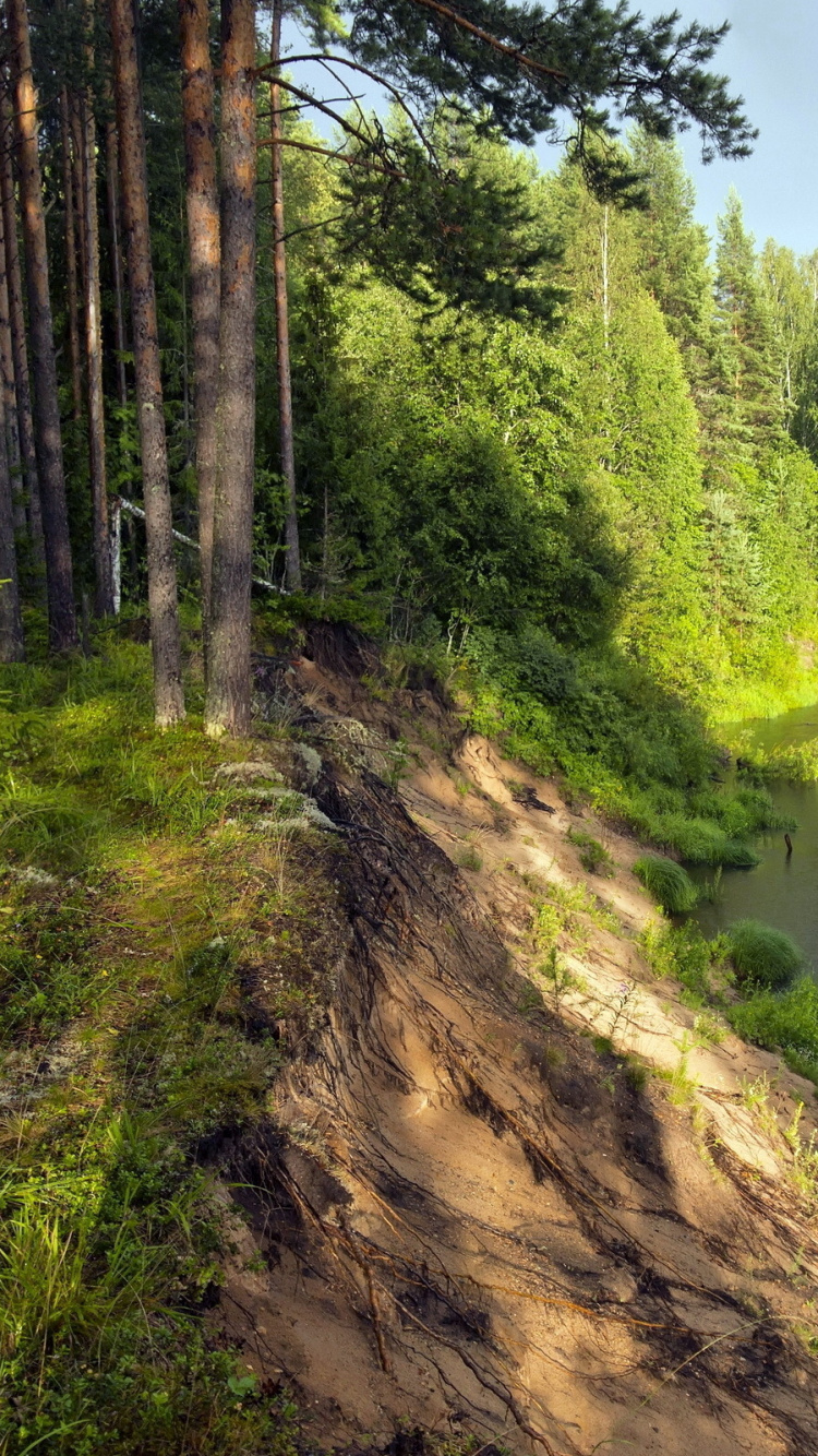 Green Trees Beside River During Daytime. Wallpaper in 750x1334 Resolution