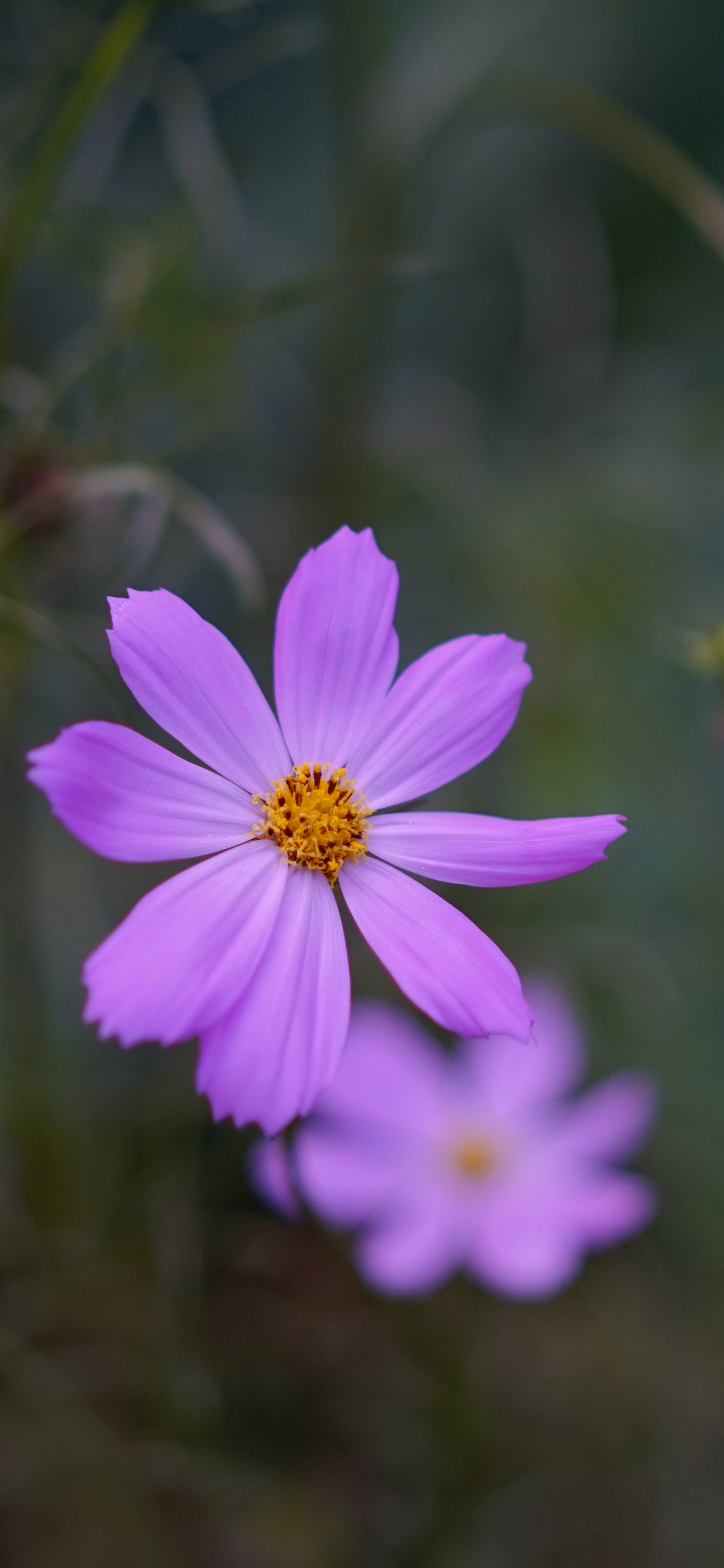 Purple Flower in Tilt Shift Lens. Wallpaper in 1125x2436 Resolution