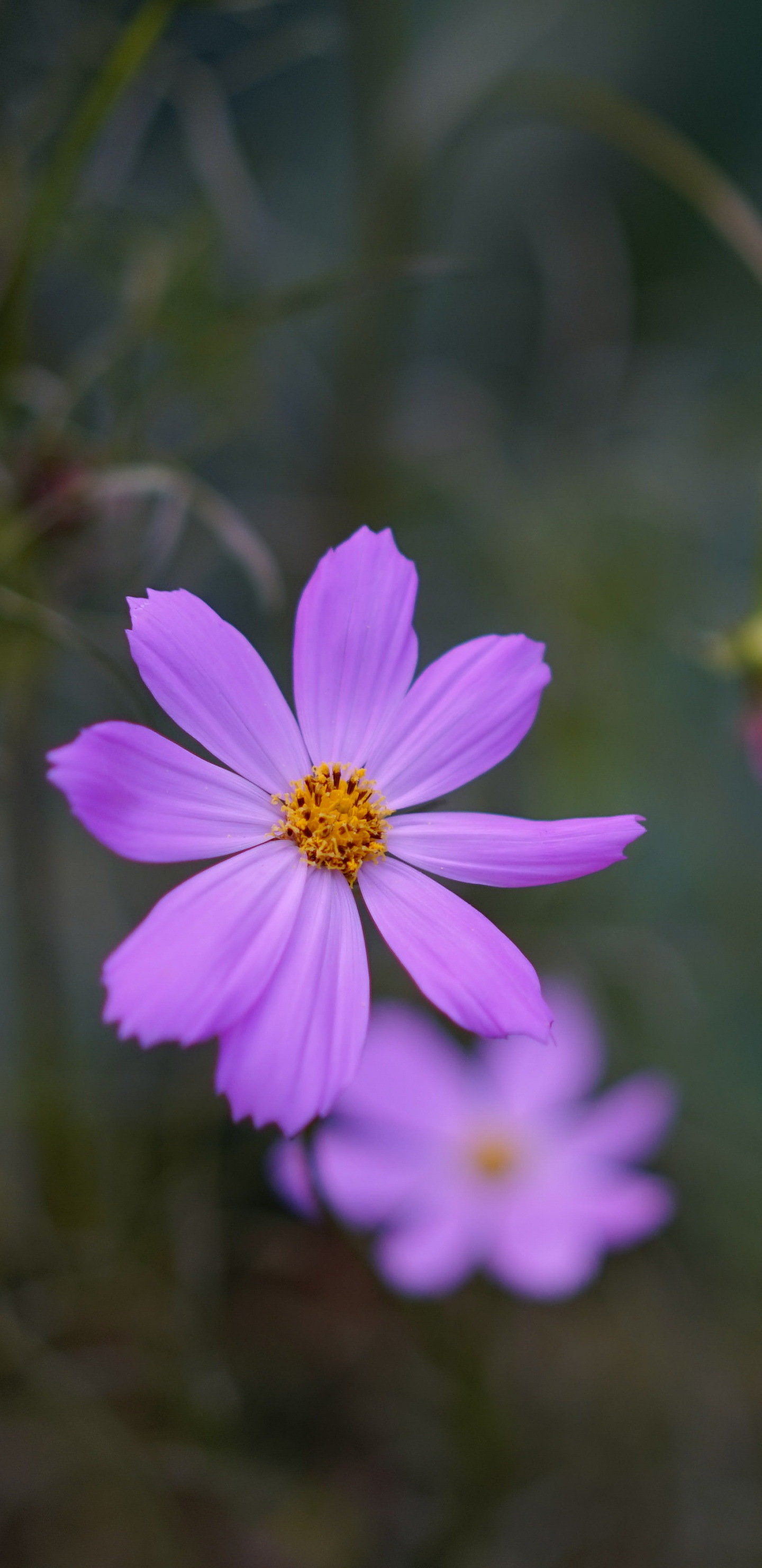 Purple Flower in Tilt Shift Lens. Wallpaper in 1440x2960 Resolution