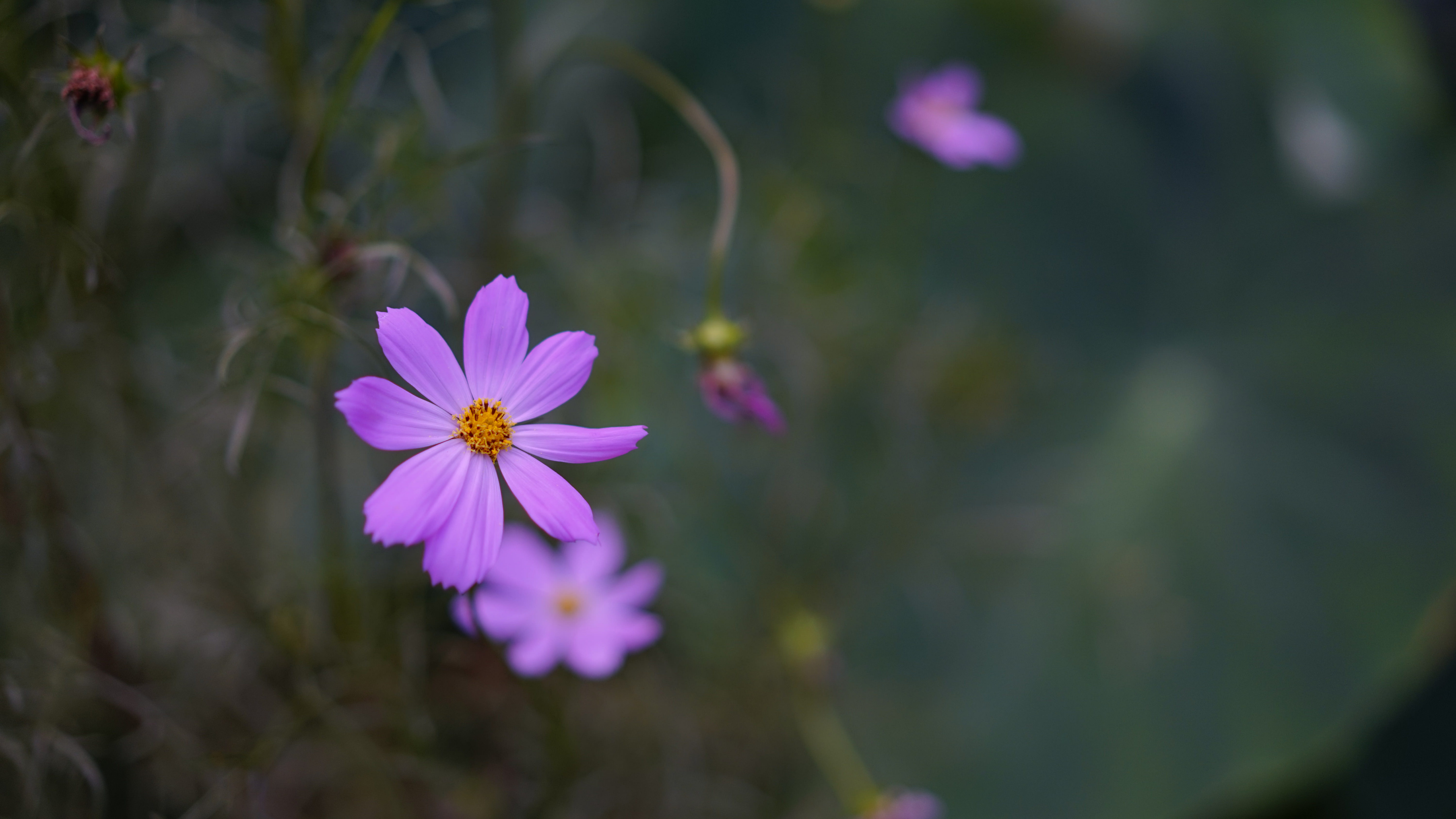 Purple Flower in Tilt Shift Lens. Wallpaper in 3840x2160 Resolution