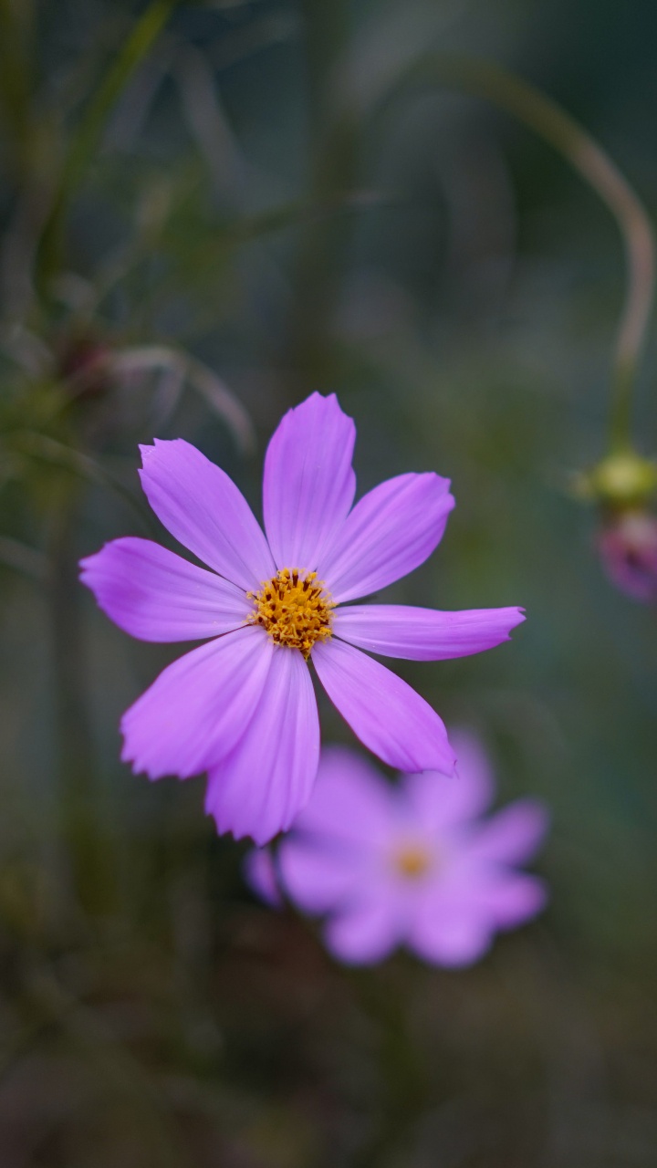 Purple Flower in Tilt Shift Lens. Wallpaper in 720x1280 Resolution