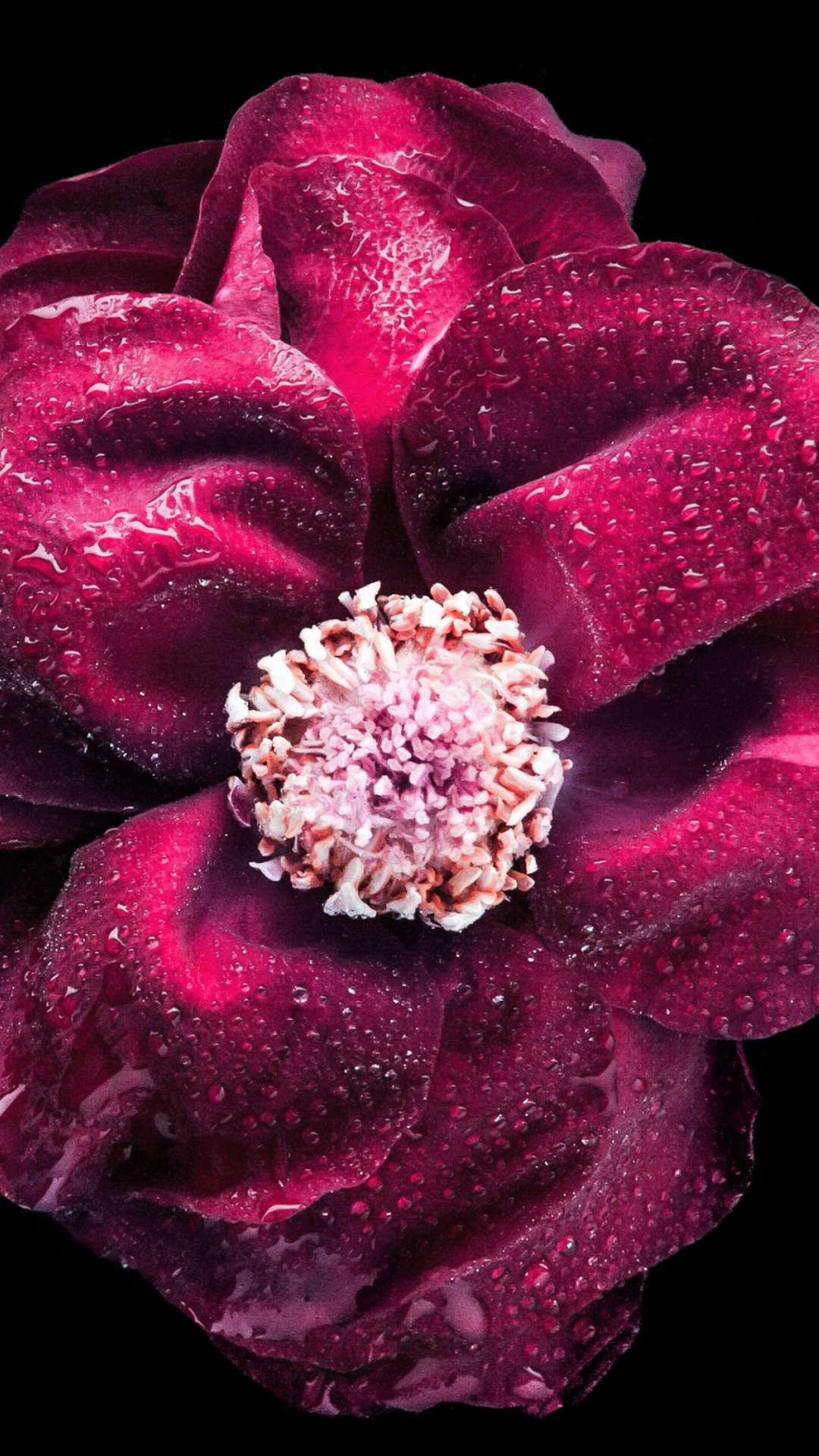 Rosa Rosa Con Gotas de Agua. Wallpaper in 1080x1920 Resolution